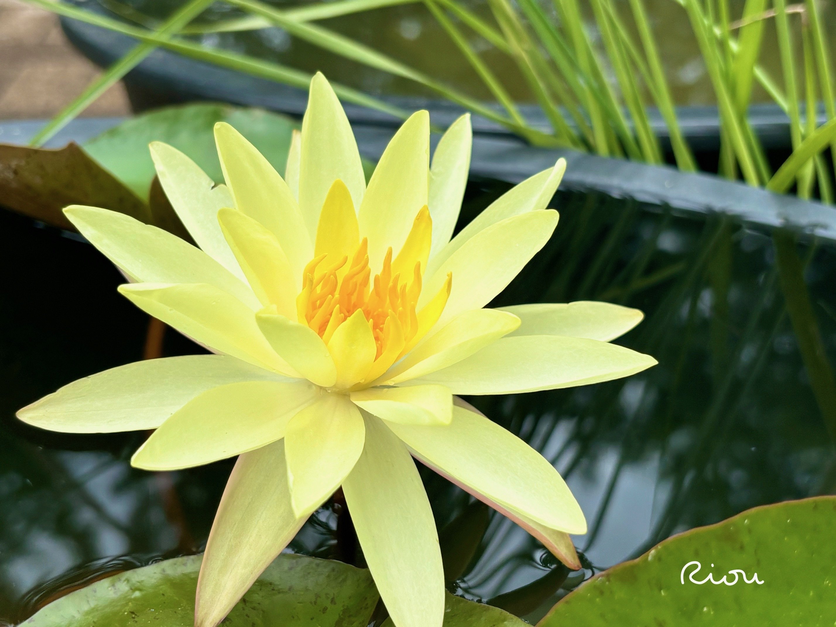 花言葉】睡蓮（スイレン）waterlily｜璃桜（りおう）＠日常の彩り