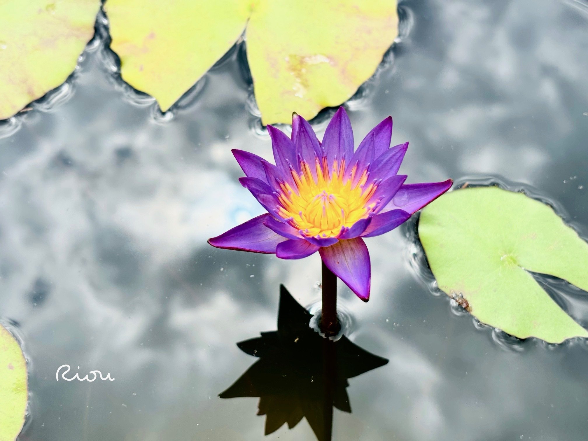 Waterlilies And Lotuses 　蓮・睡蓮　ハス　スイレン 睡蓮（スイレン）と蓮（ハス）の違いはなに？見わけ方を解説