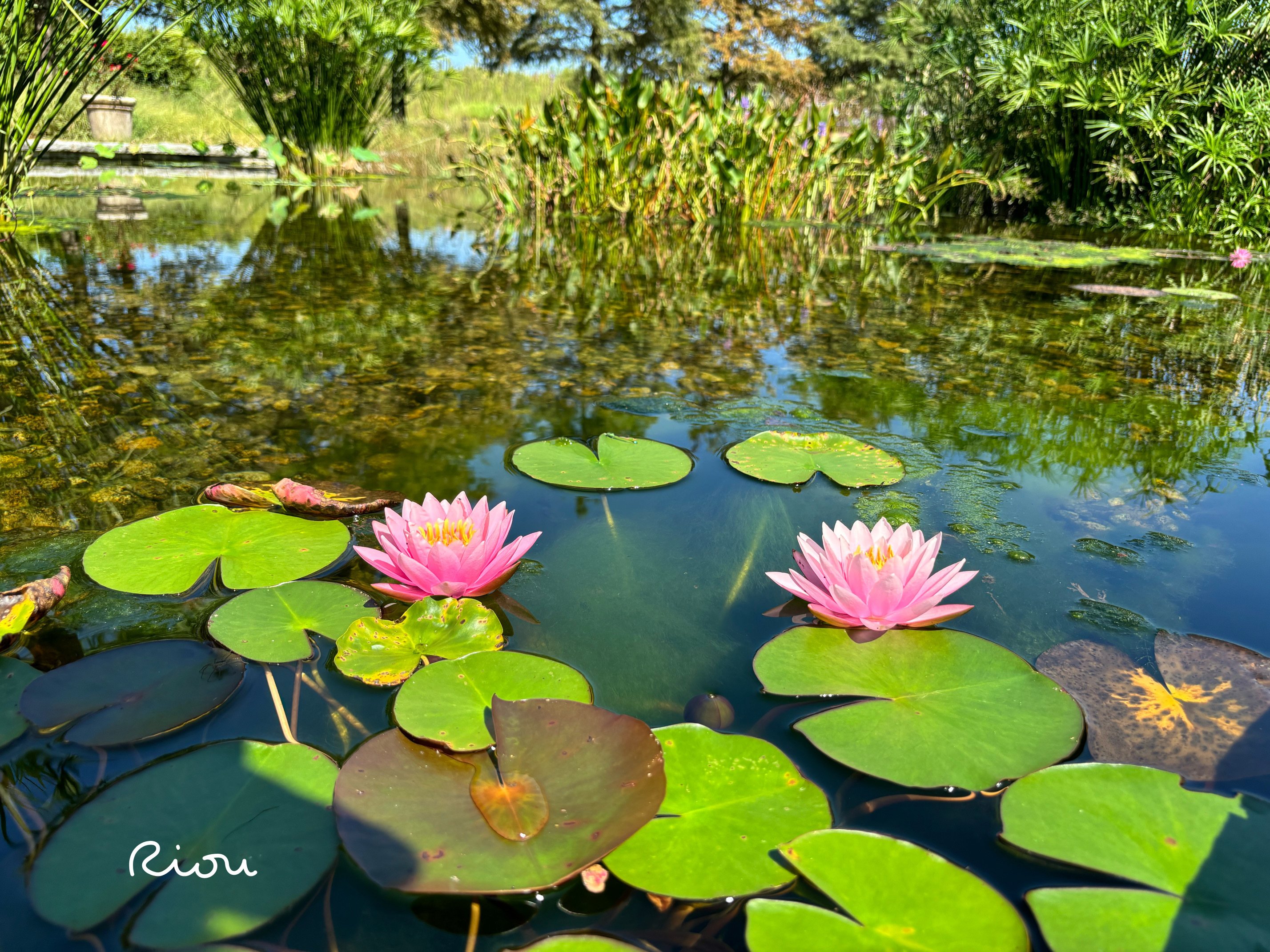 花言葉】睡蓮（スイレン）waterlily｜璃桜（りおう）＠日常の彩り