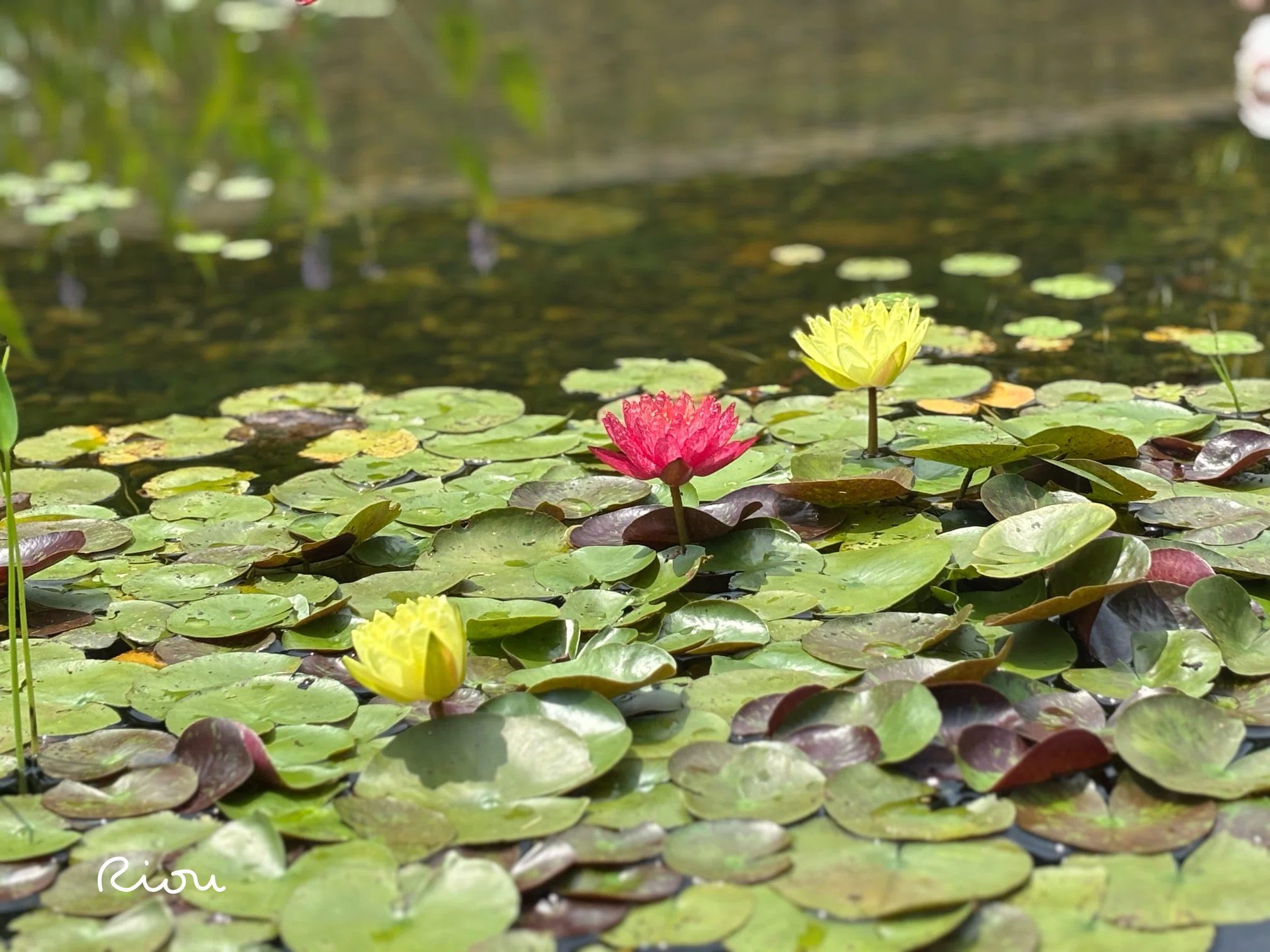 花言葉】睡蓮（スイレン）waterlily｜璃桜（りおう）＠日常の彩り