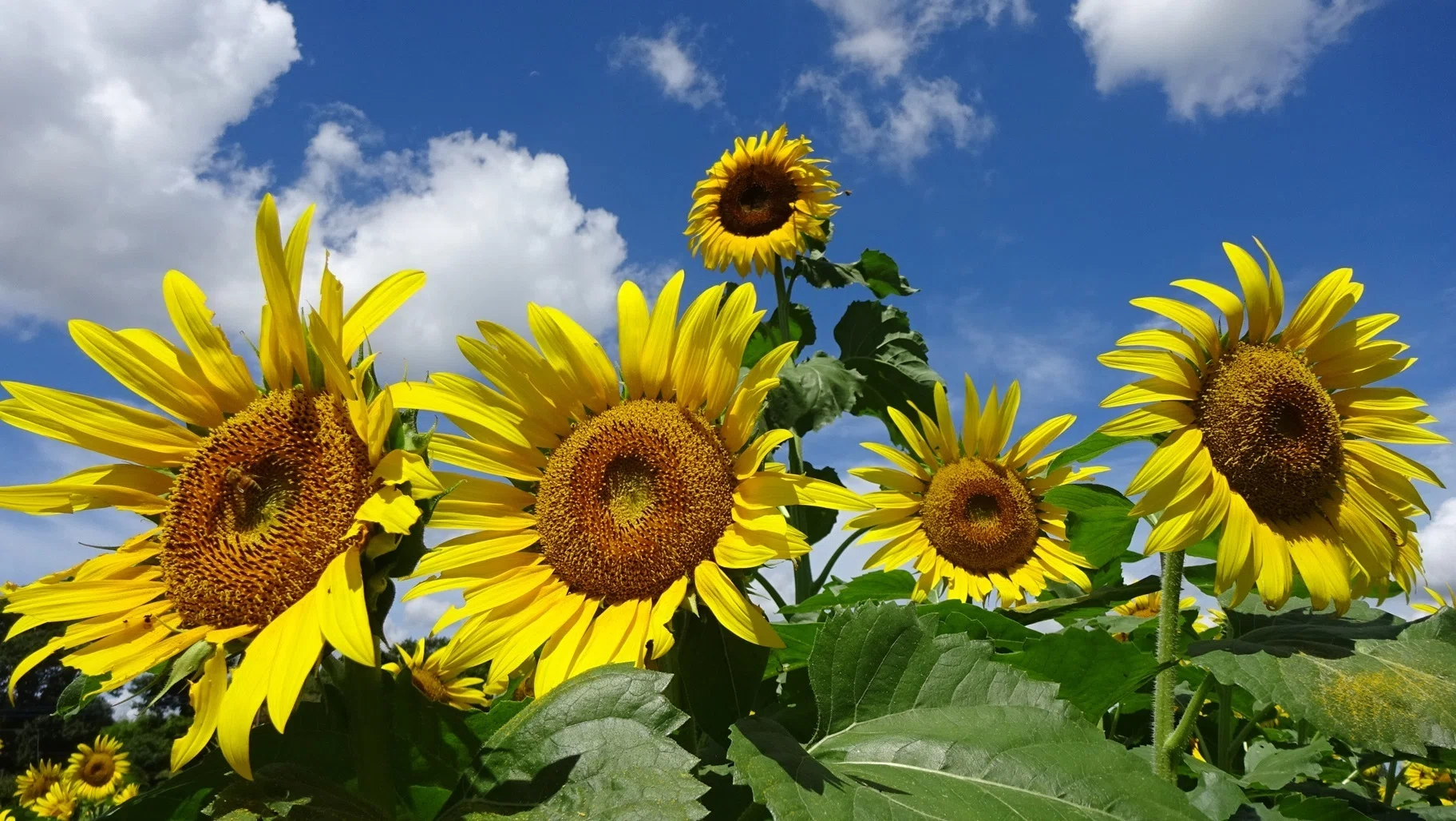 青空を見上げる、夏のひまわりたち｜しん