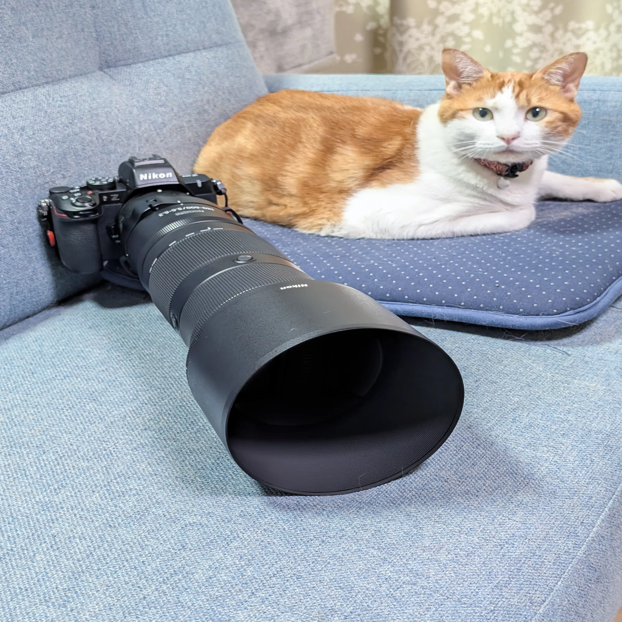 Z50II + Z180-600mmを使ってみた感想【手ぶれ補正とローリング 
