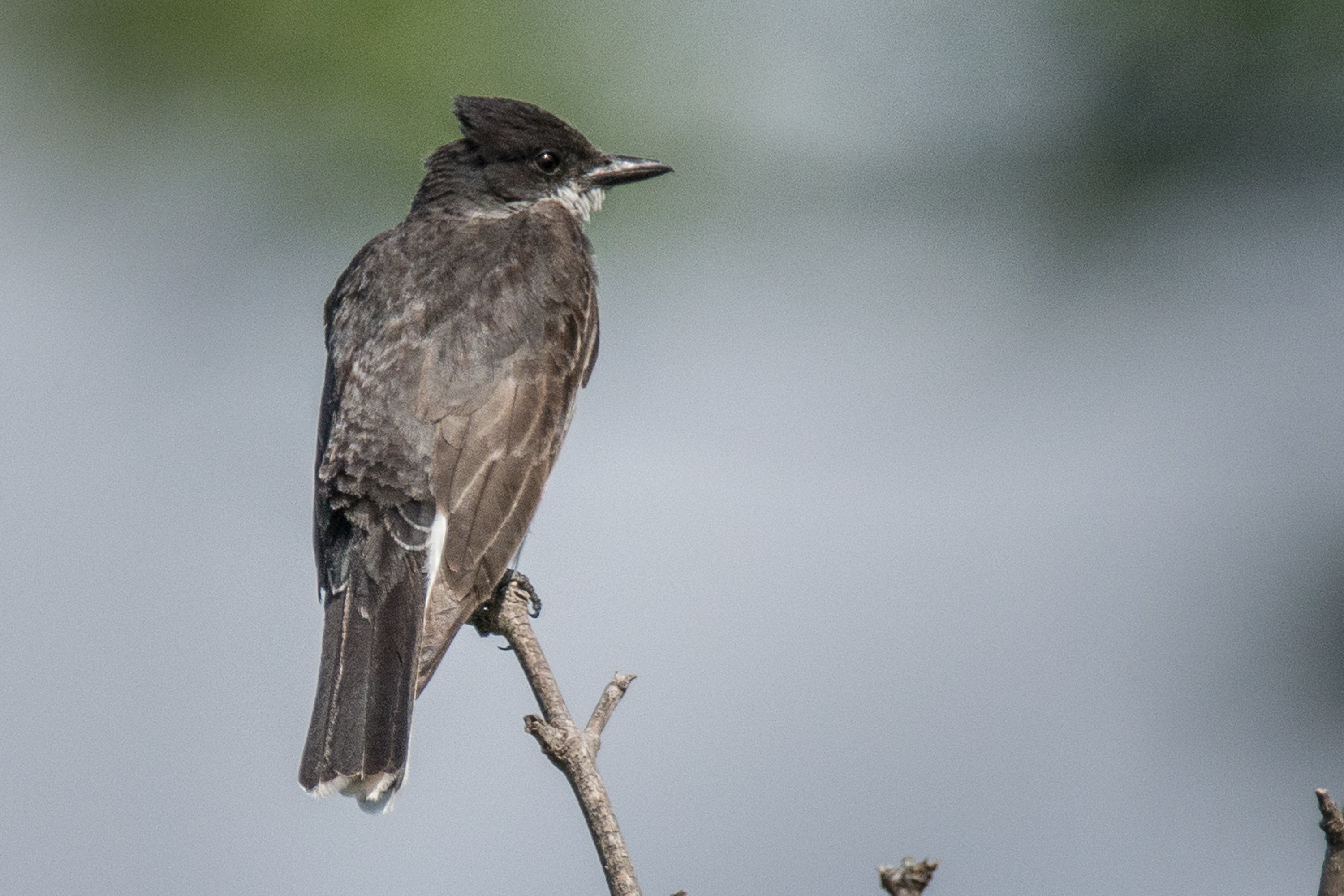 シカゴでバードウォッチング！】 Eastern Kingbird オウサマタイラン