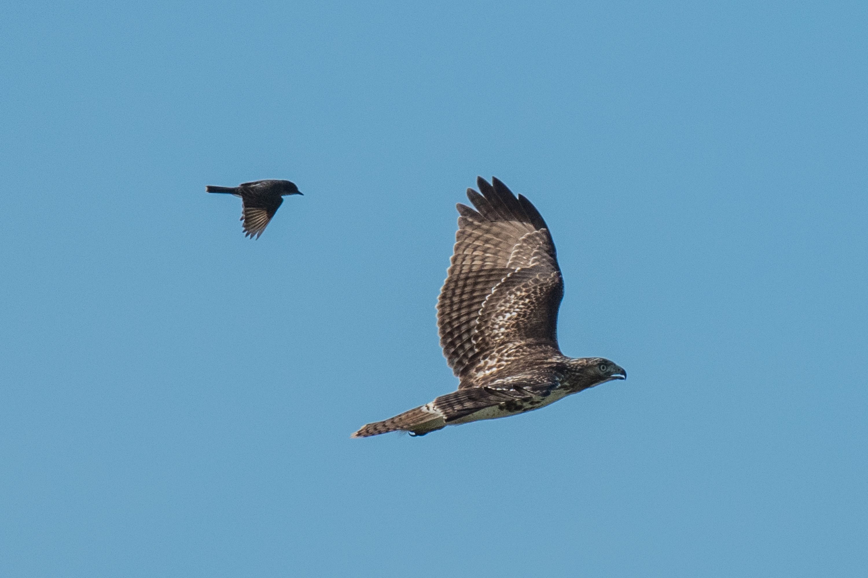 シカゴでバードウォッチング！】 Eastern Kingbird オウサマタイラン