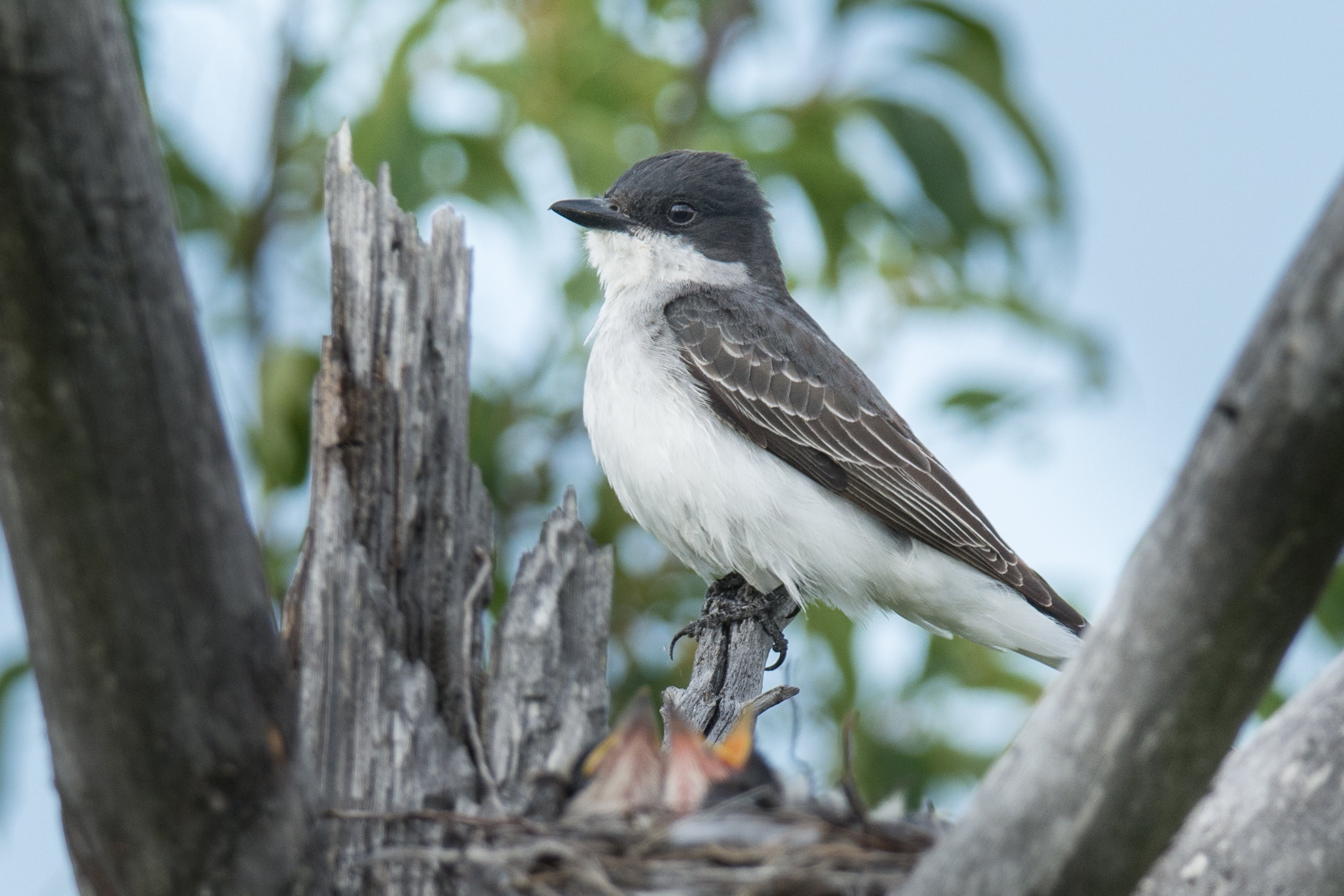 シカゴでバードウォッチング！】 Eastern Kingbird オウサマタイラン