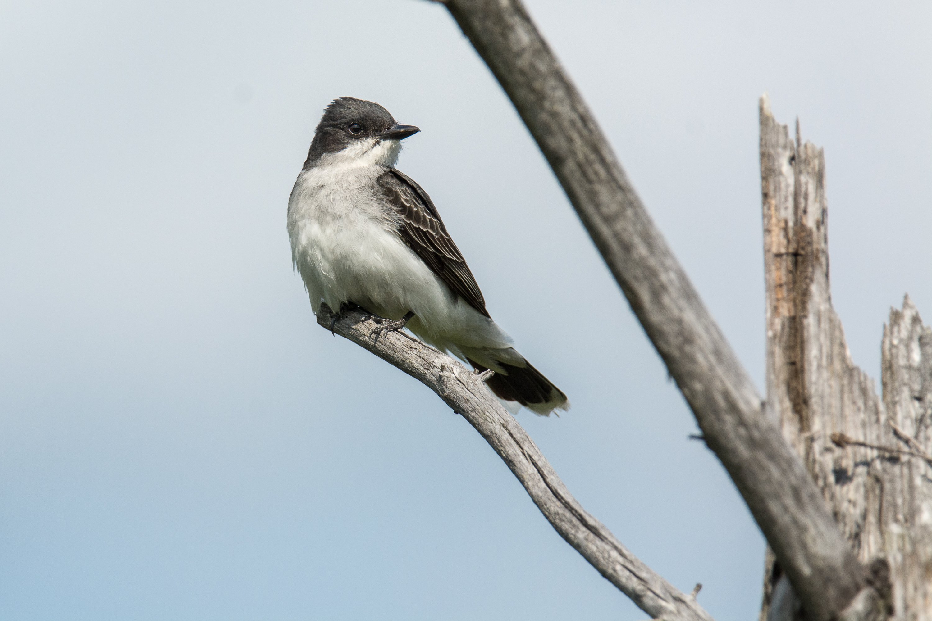 チョウピラコ Eldorado