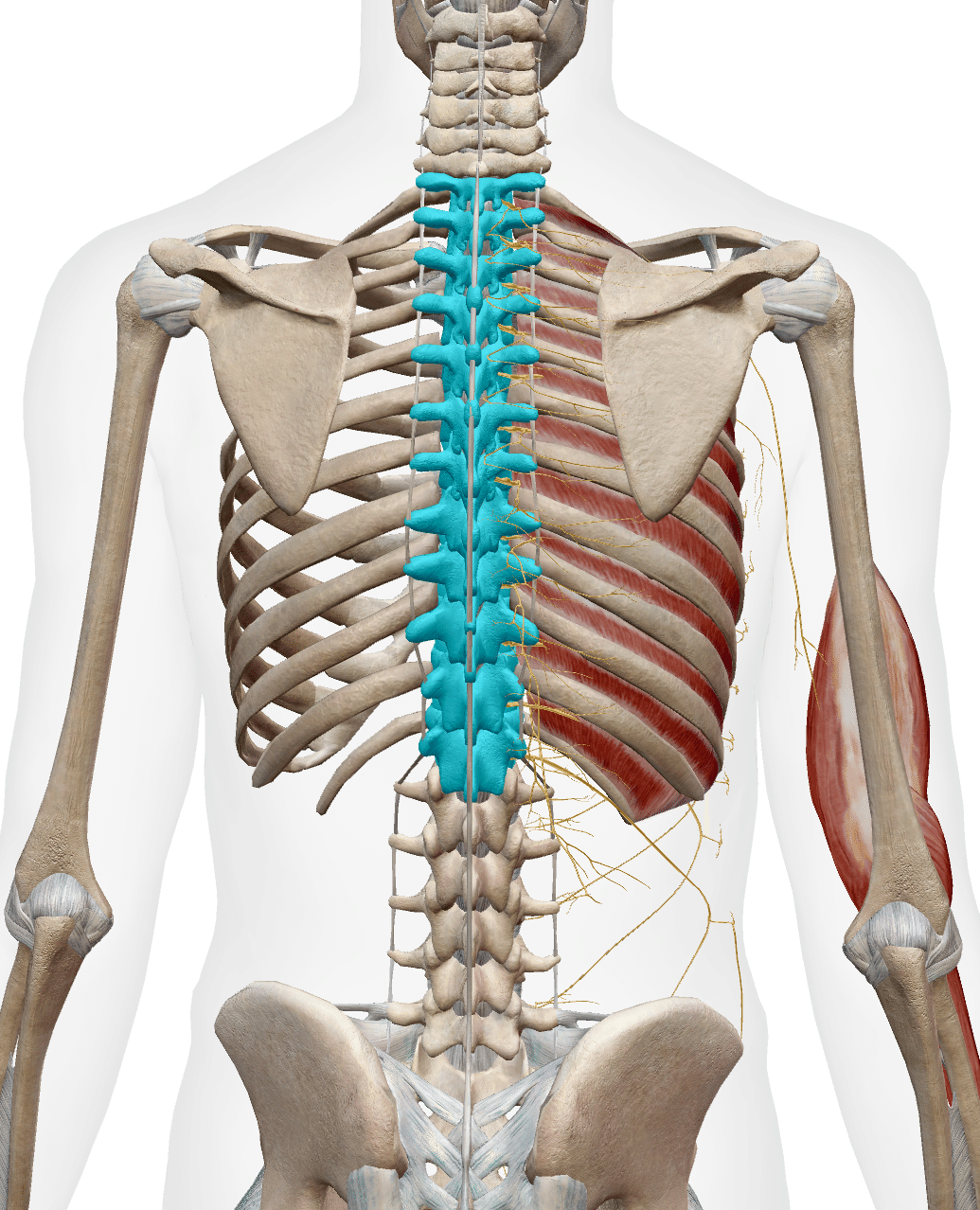 姿勢とパフォーマンスに直結】胸椎の構造と作用を徹底解説｜岡本雅大