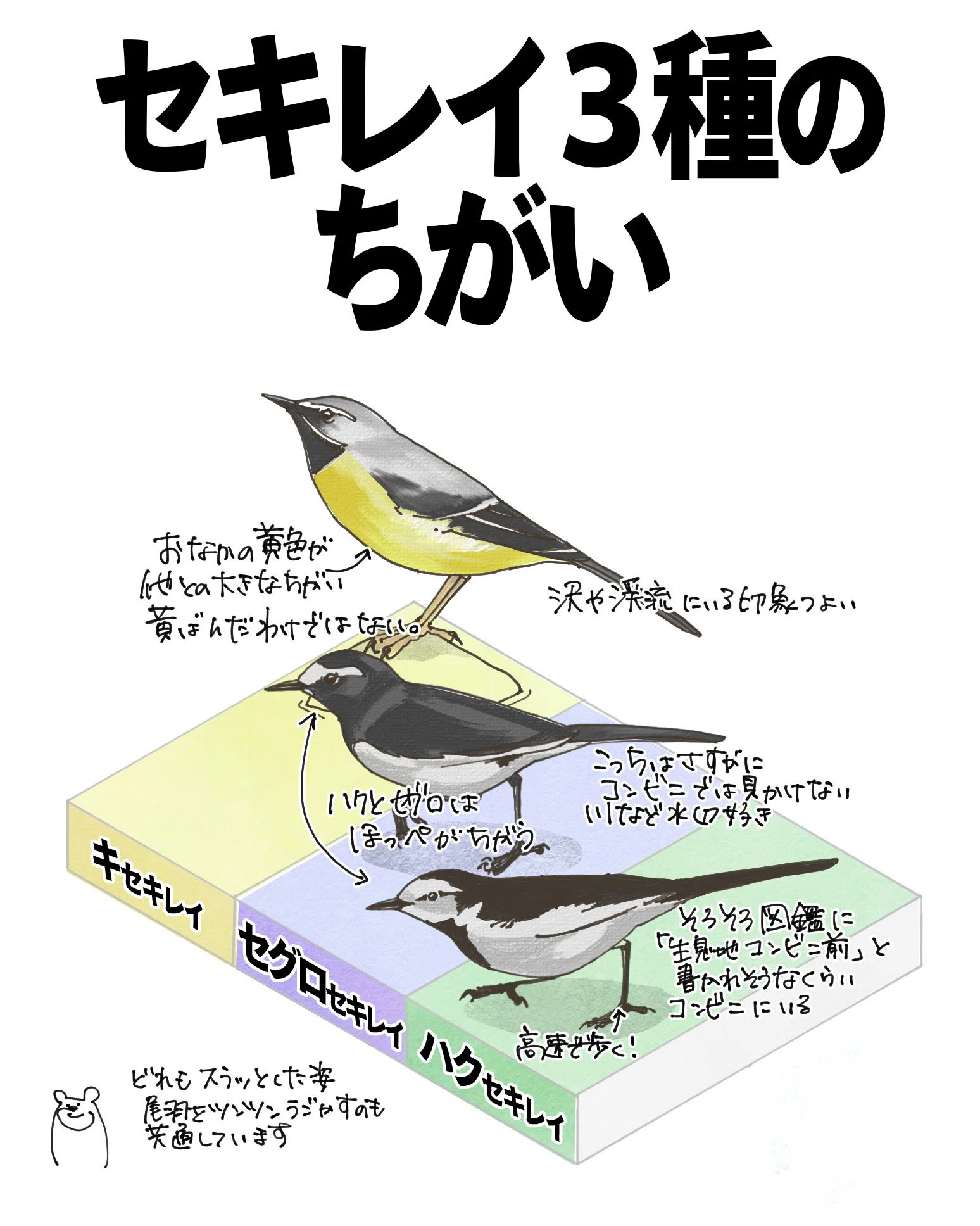 はくせきれい様確認用 ハクセキレイ（亜種 yarrellii) - eBird