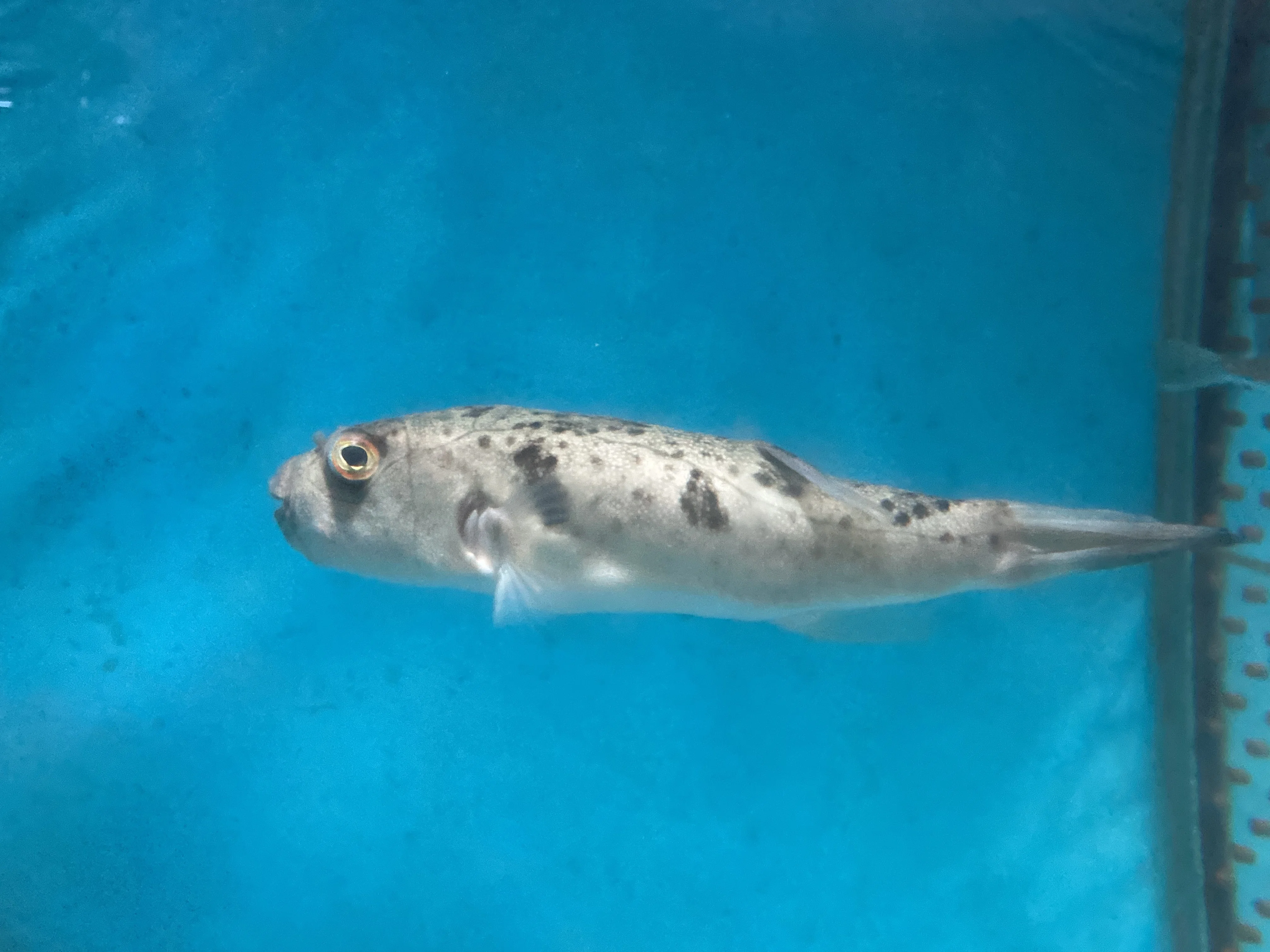 ヒガンフグ《展示動物解説》｜桂浜水族館 公式