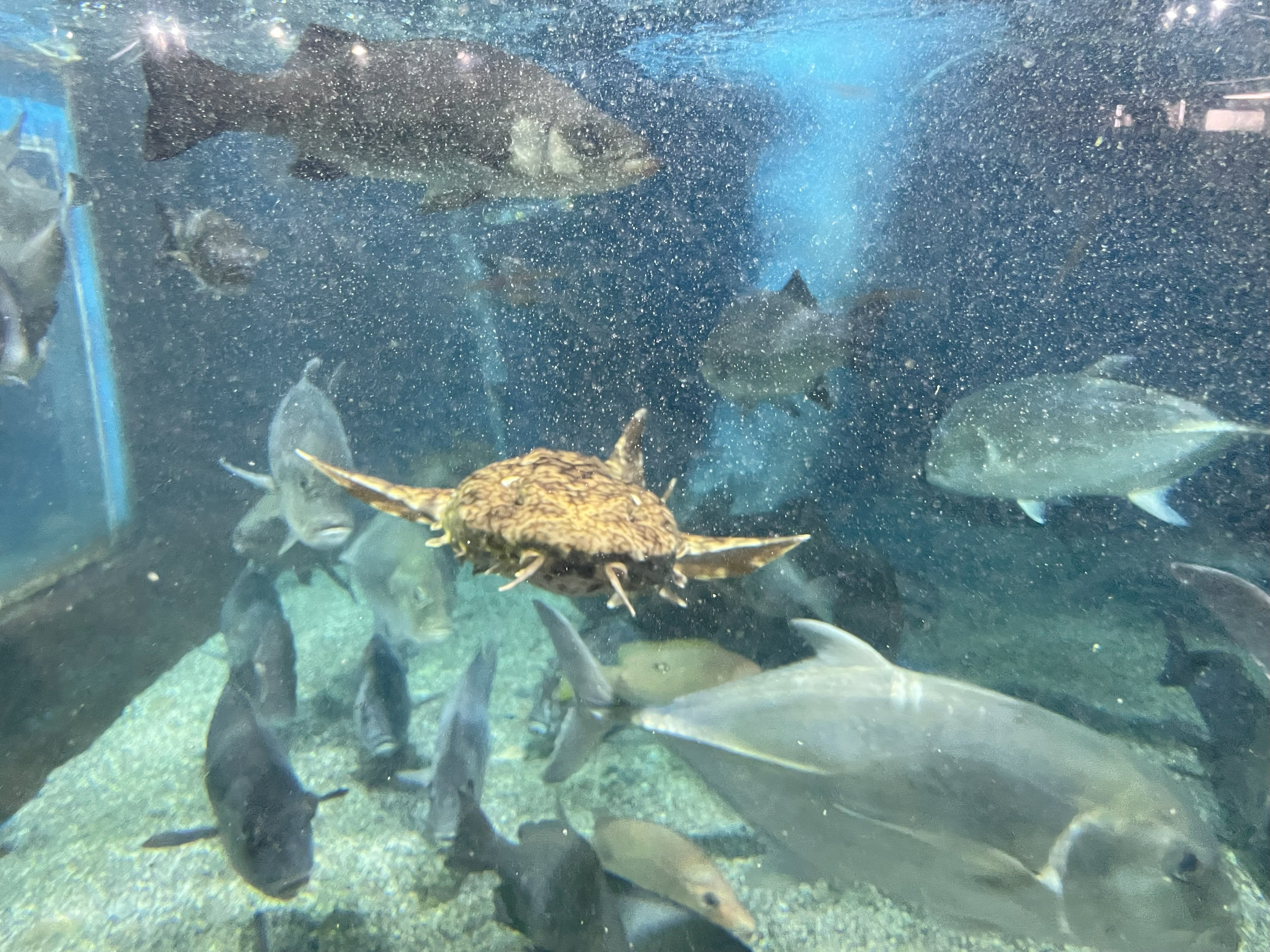 オオセ《展示動物解説》｜桂浜水族館 公式