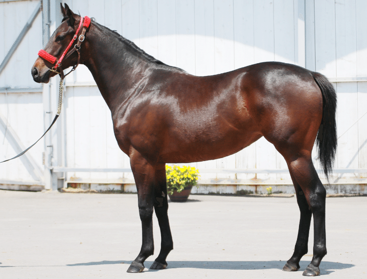 クラブ関連セレクションセール落札馬(2日目)｜Key 【一口馬主手帳】