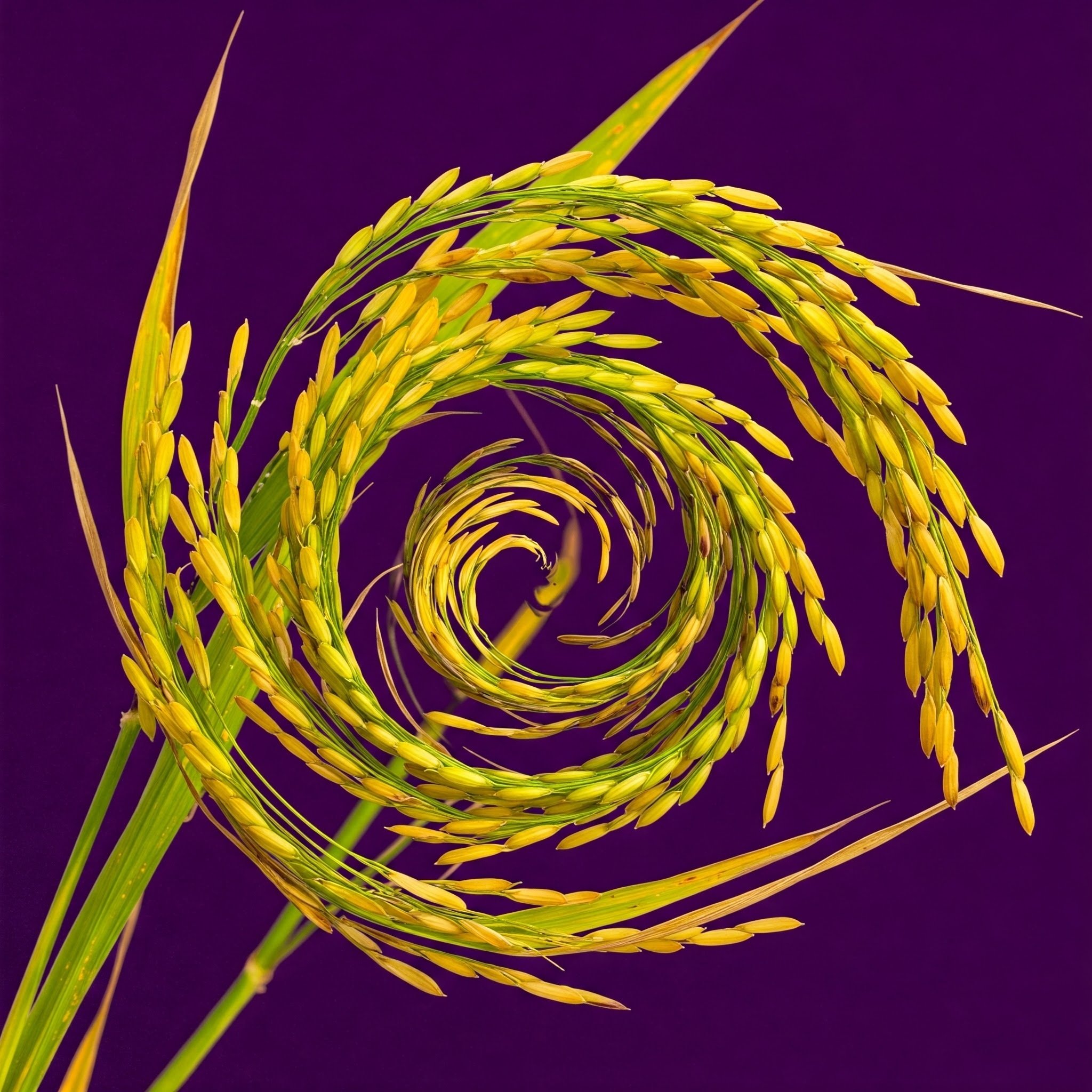 Yi-vsうるち米精米 Comparing rice and barnyard millet seeds] Thinking about
