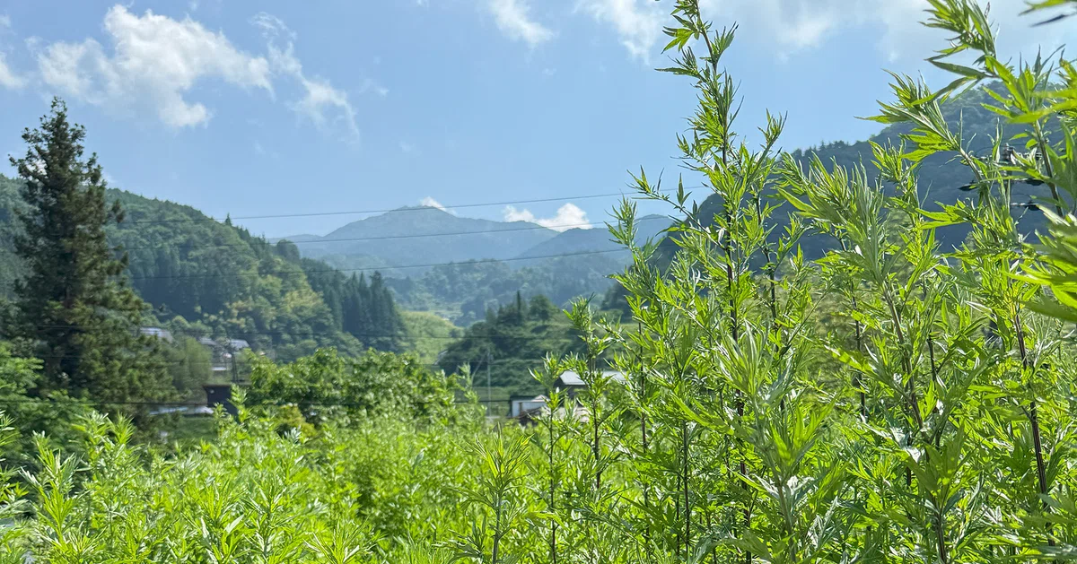 よもぎファームの風景です。よもぎが光の中で静かに伸びて、遠山が水墨画のように美しい。