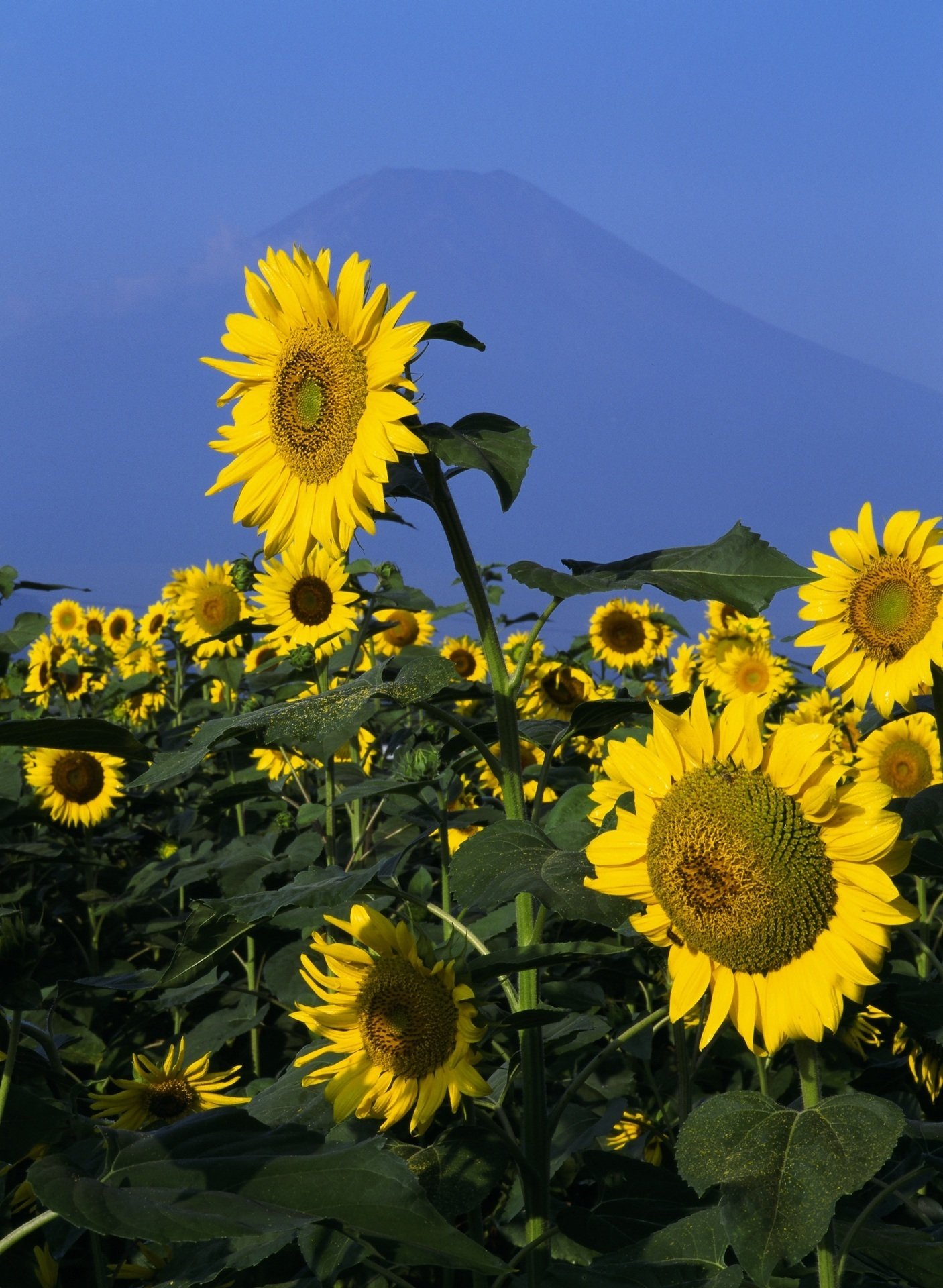 向日葵｜綺麗な風景写真が撮りたい