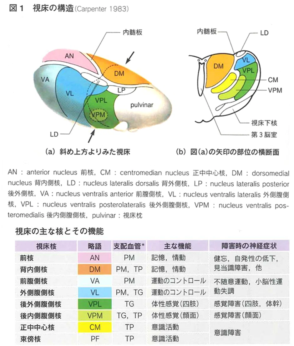 リハビリテーションと脳画像⑤-視床梗塞-|J. Rehabilitation
