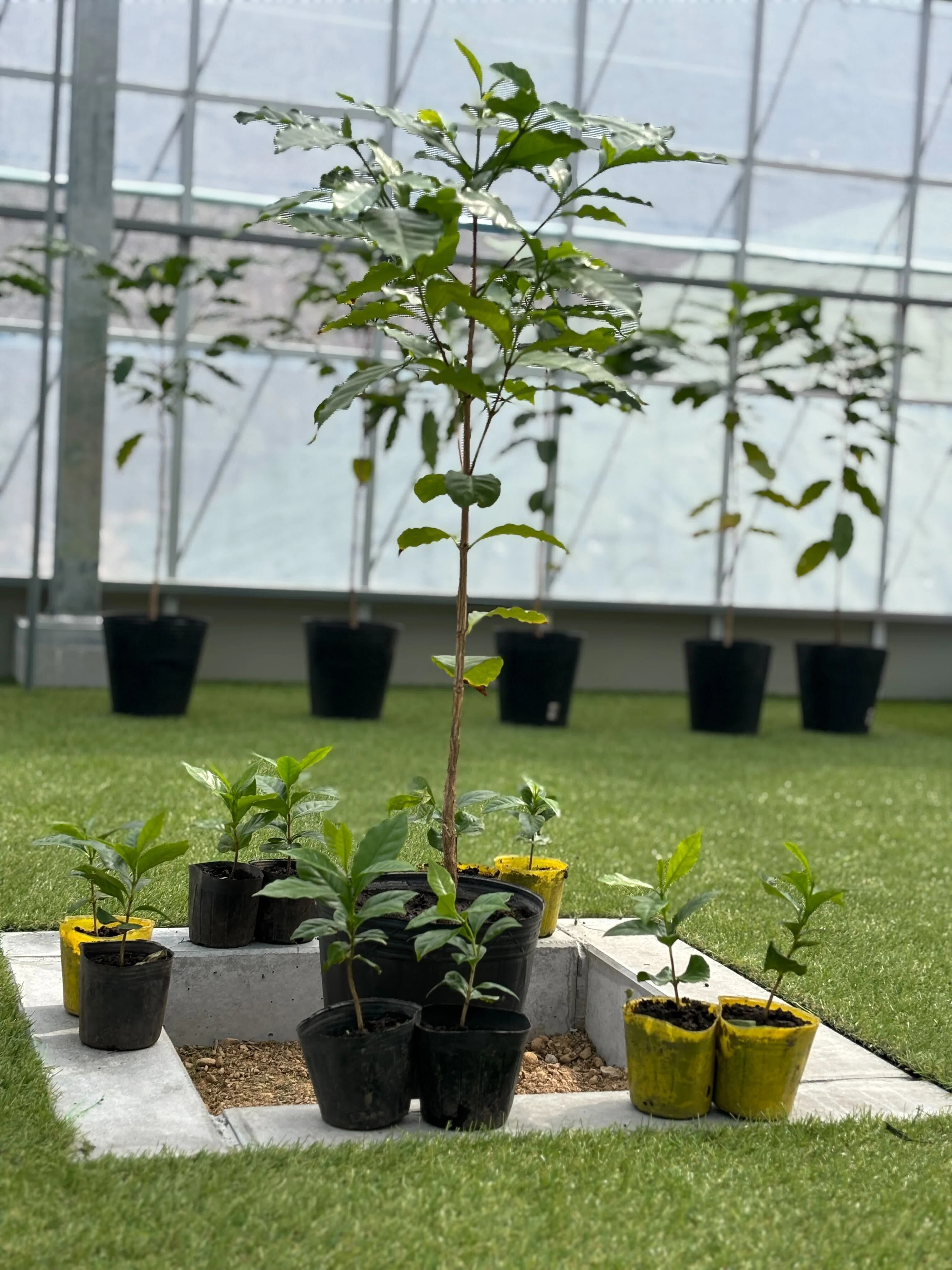 日本でコーヒーを育てる──その第一歩は苗探しから｜バイテックファーム🌱