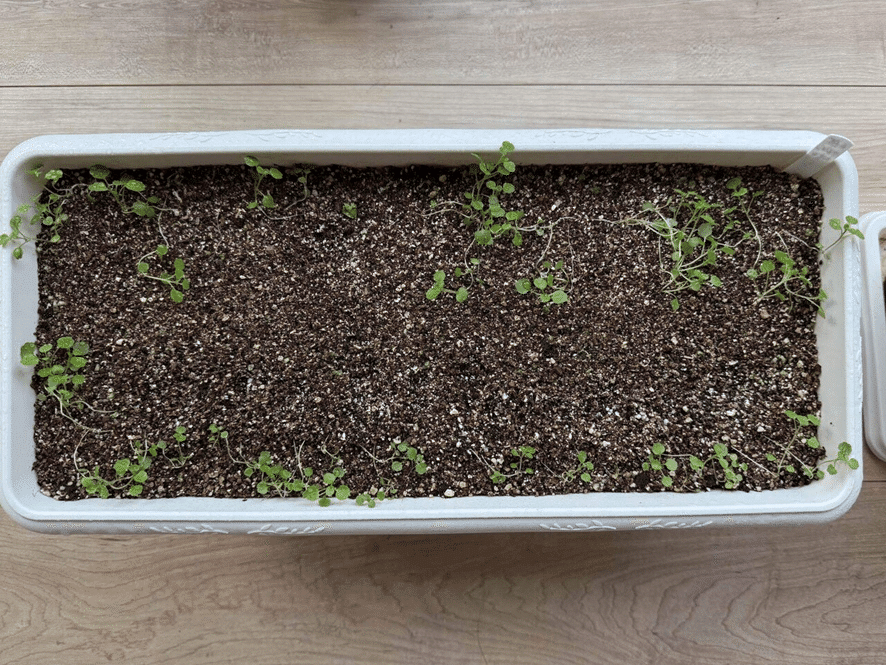 クレソン栽培記#4】 徒長問題、発覚！復活できるのか？の巻｜かずラボ