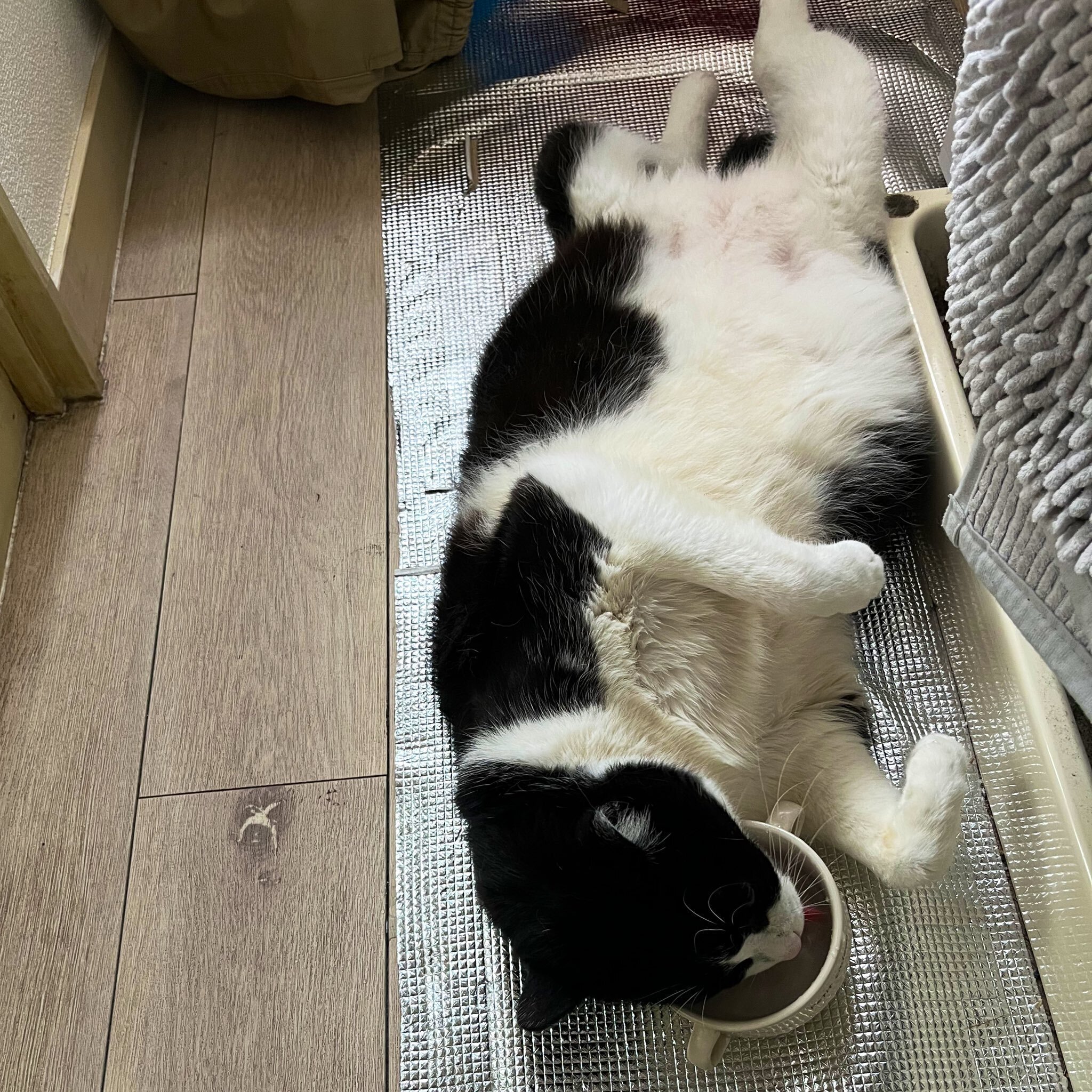 気力ゼロ】暑くて転がっていた猫ちゃん、起きるのが面倒で仰向けのまま