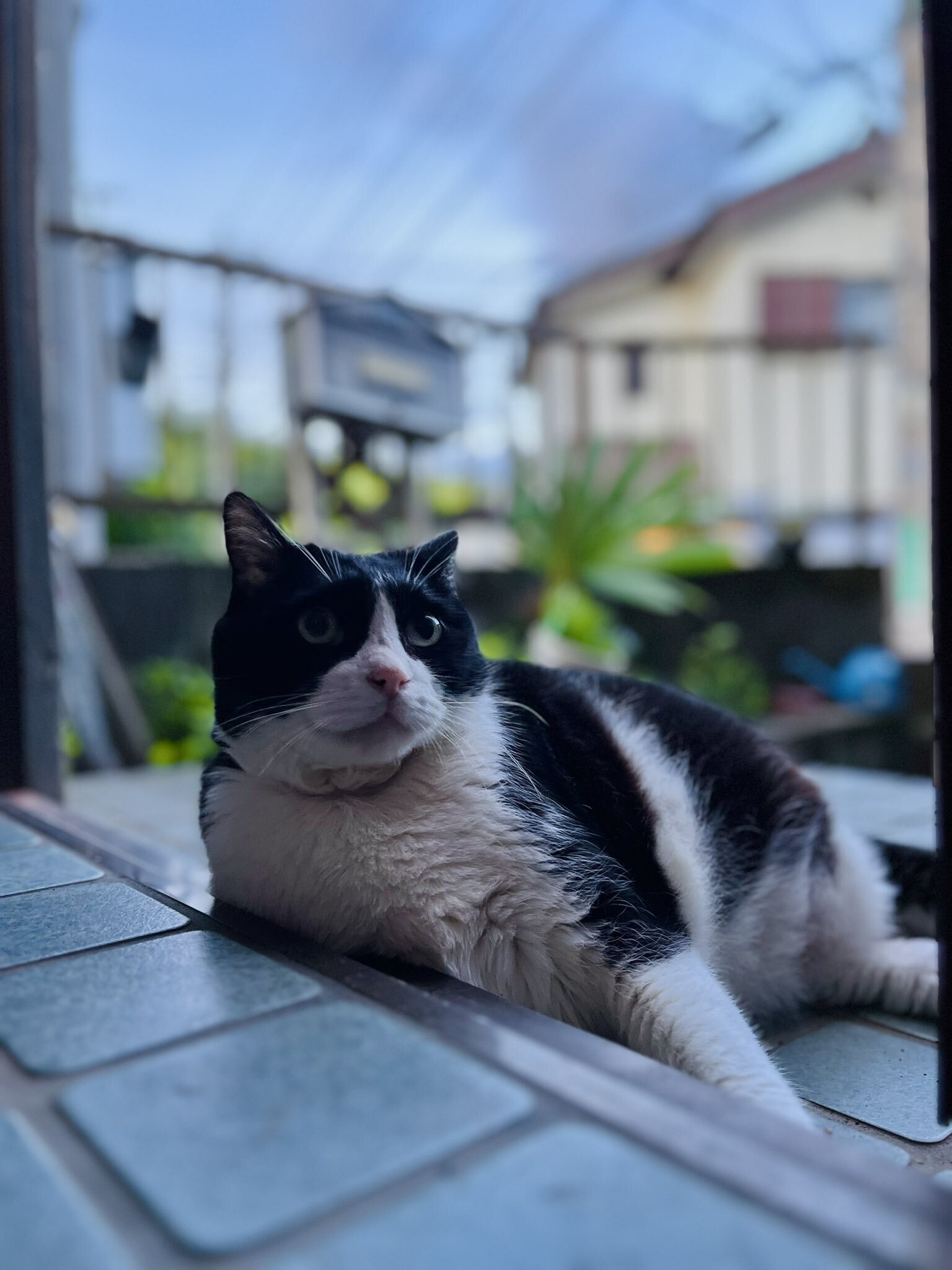 気力ゼロ】暑くて転がっていた猫ちゃん、起きるのが面倒で仰向けのまま