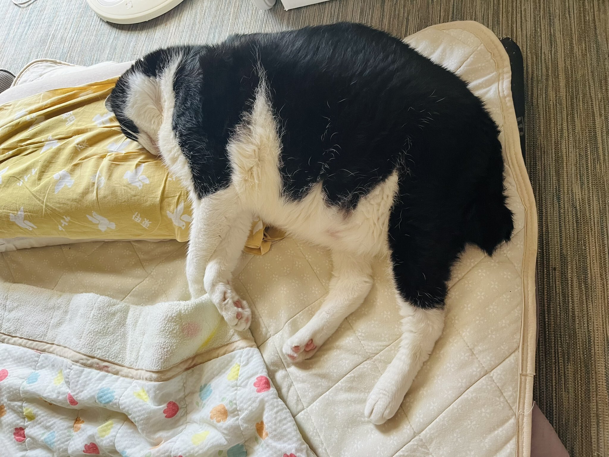 気力ゼロ】暑くて転がっていた猫ちゃん、起きるのが面倒で仰向けのまま