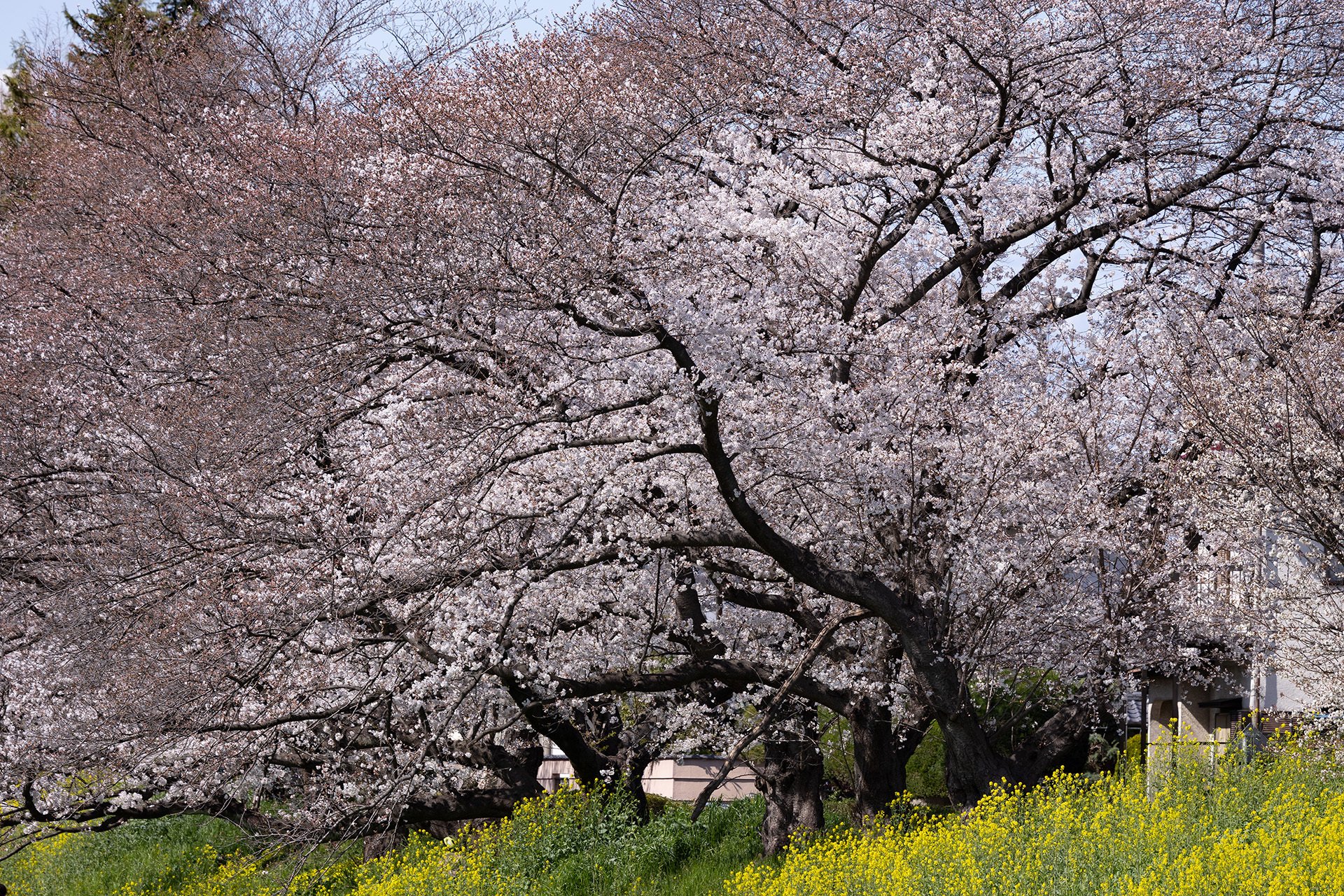 v032, 満開の桜堤通り｜ひろやん