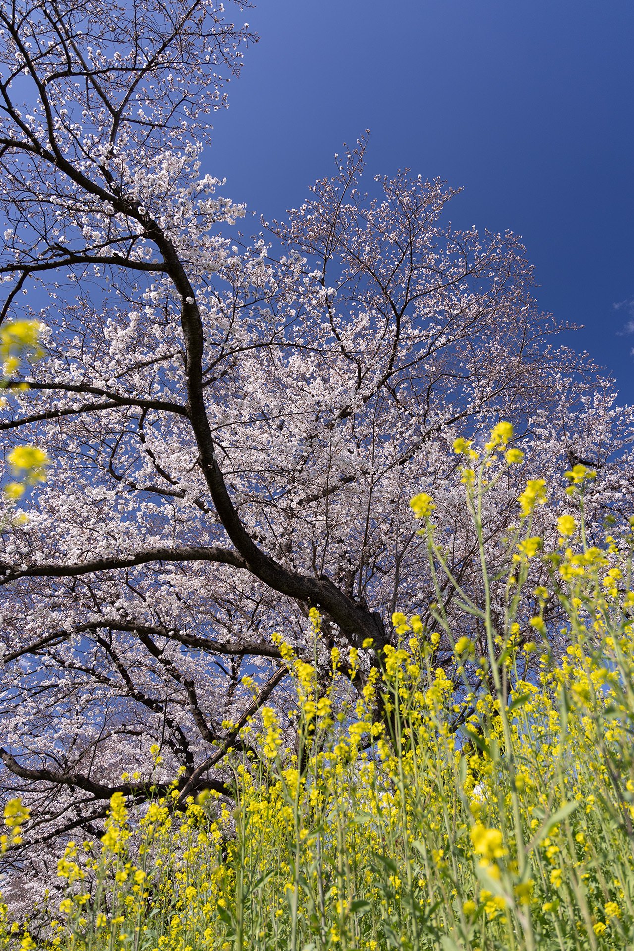 v032, 満開の桜堤通り｜ひろやん