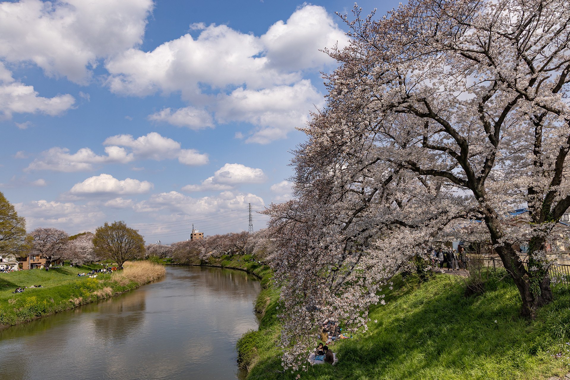v032, 満開の桜堤通り｜ひろやん