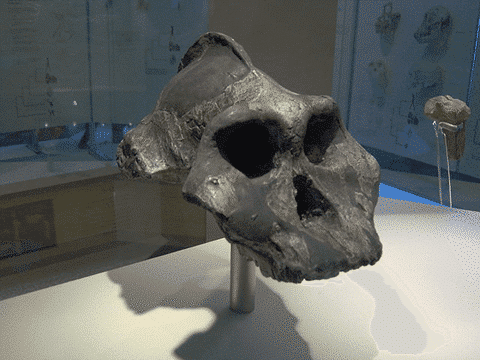 ホモハビリス頭骨模型 最小の人類化石（上腕骨）を発見