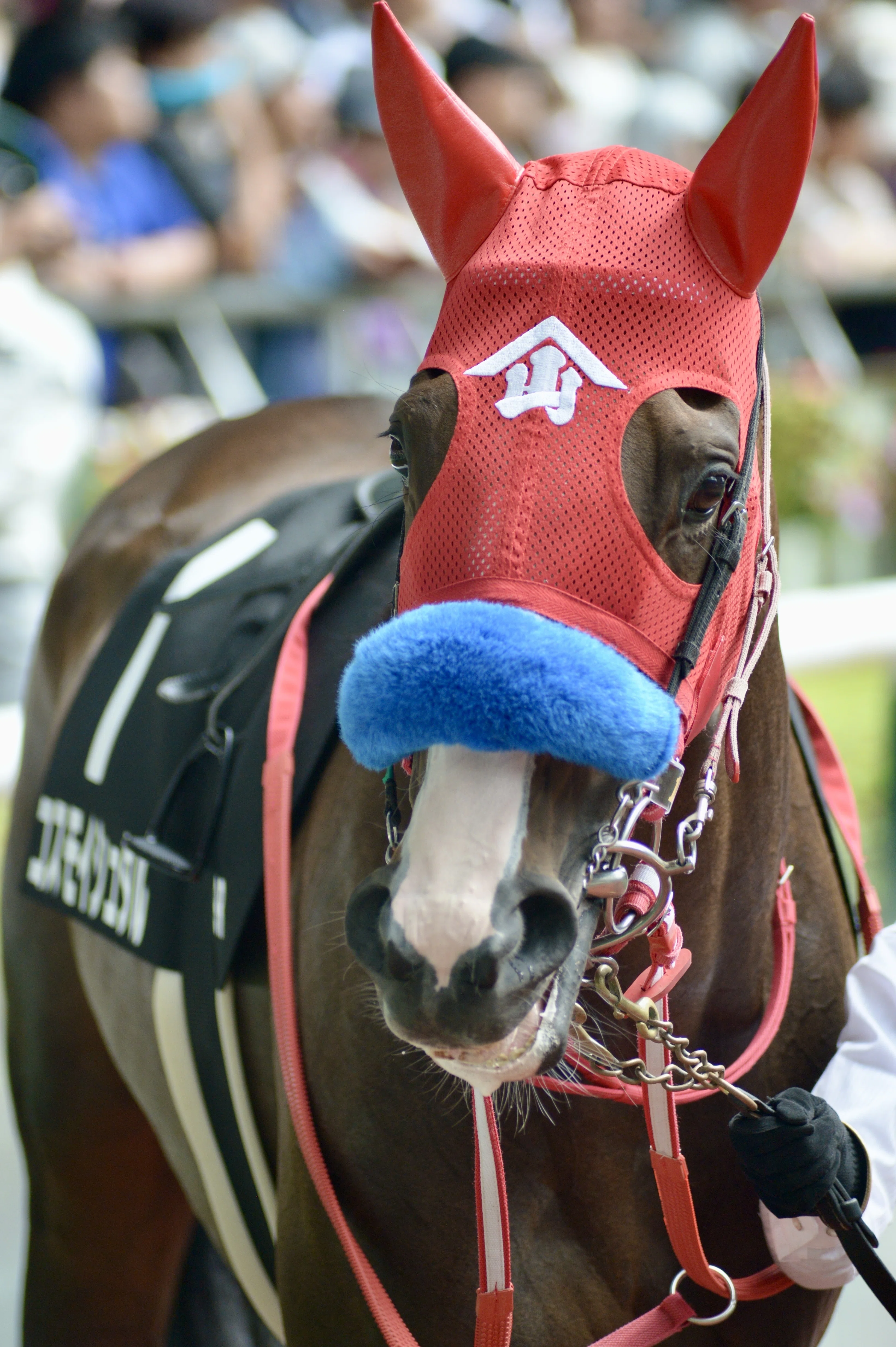【限定】福島競馬場馬ももりん 限定】福島競馬場馬ももりん 限定】福島競馬場馬ももりん - メルカリ