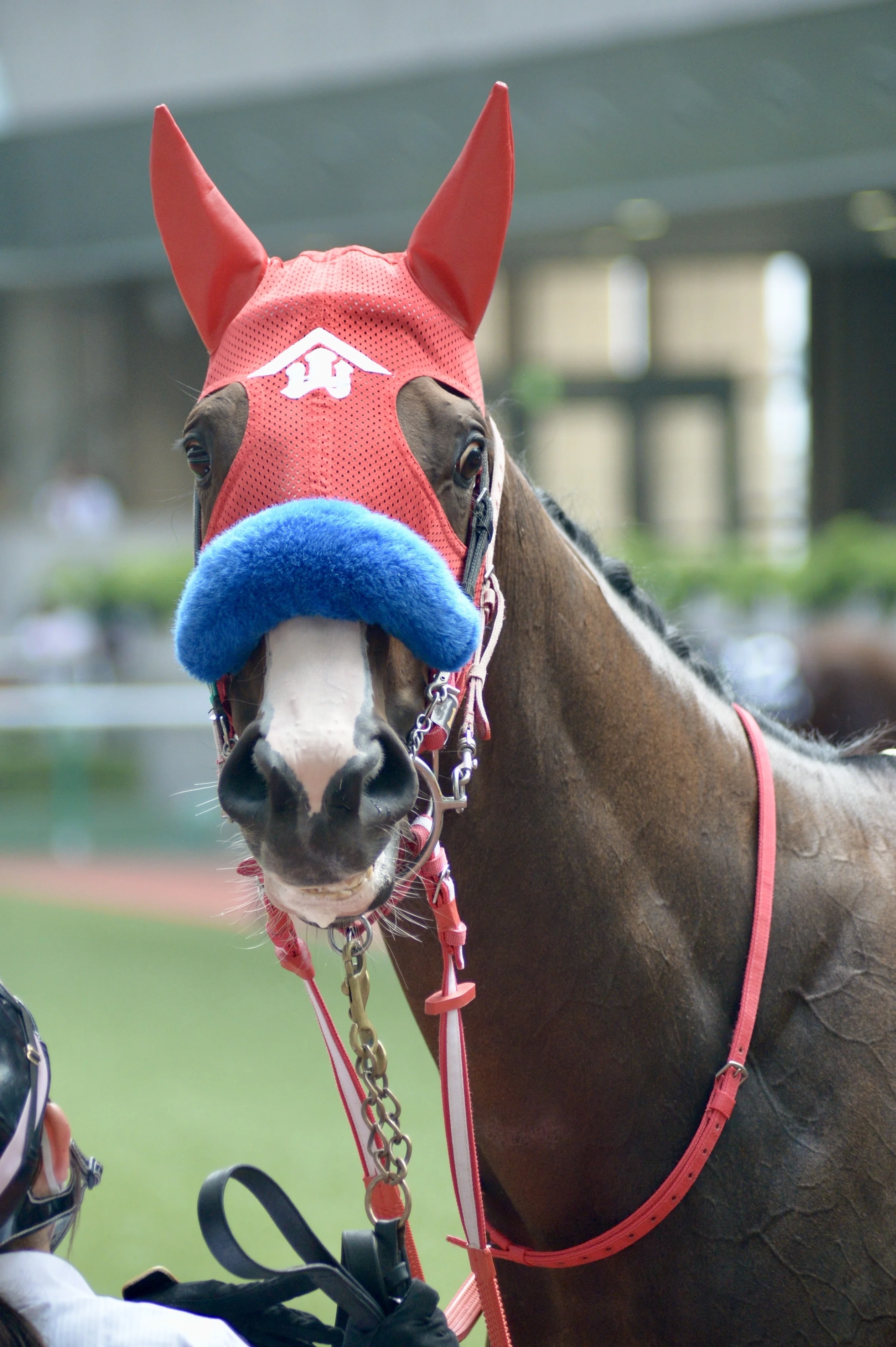 2025年7月13日 福島競馬場と美味しいもの｜ぽてち