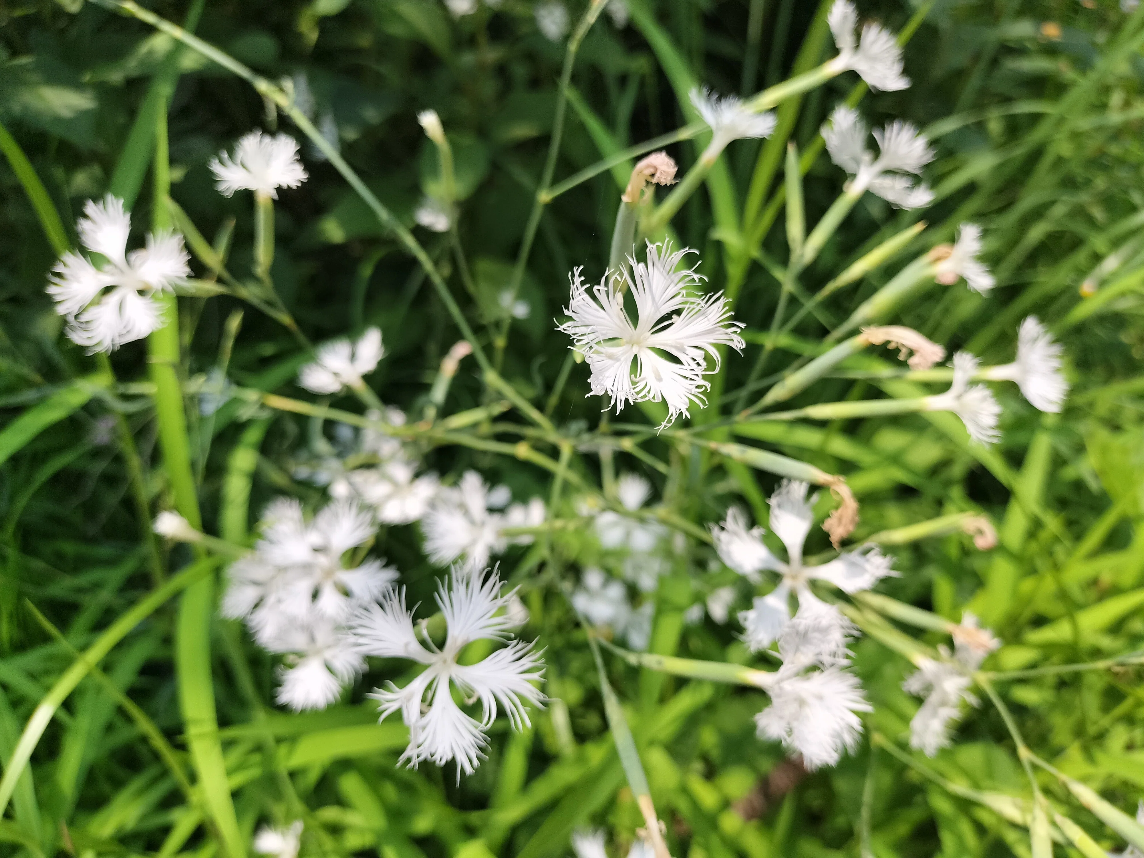 万博会場に咲く花: カワラナデシコ｜マンボウ