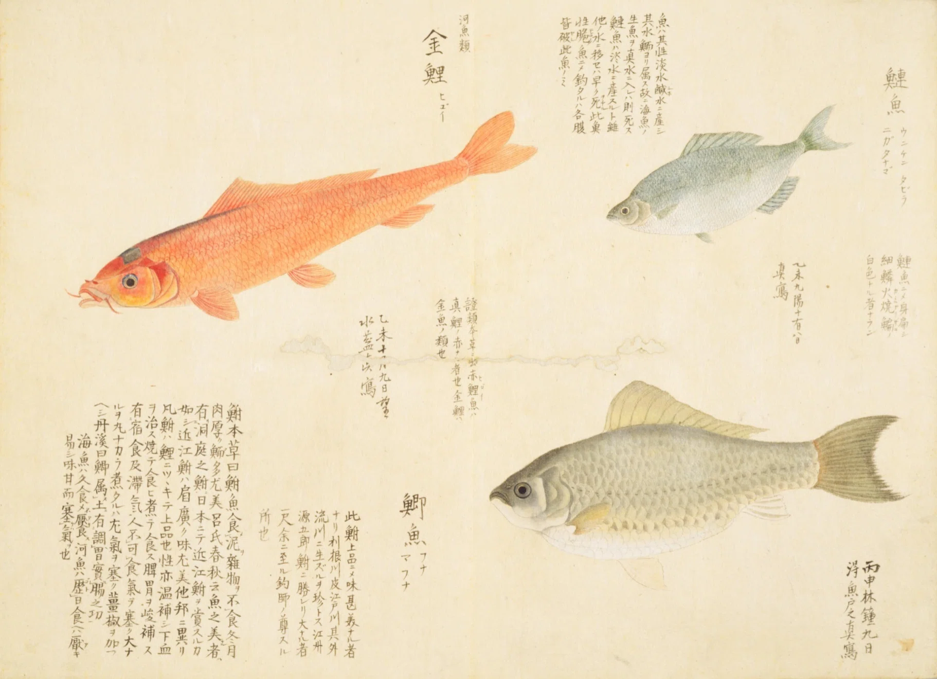 梅園魚品図正】(80) 金鯉（ひごい）／鯽魚（ふな）／鰱魚（にがたなご
