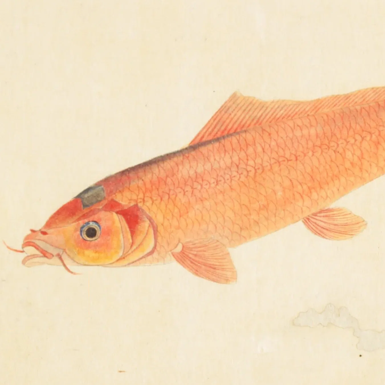 梅園魚品図正】(80) 金鯉（ひごい）／鯽魚（ふな）／鰱魚（にがたなご