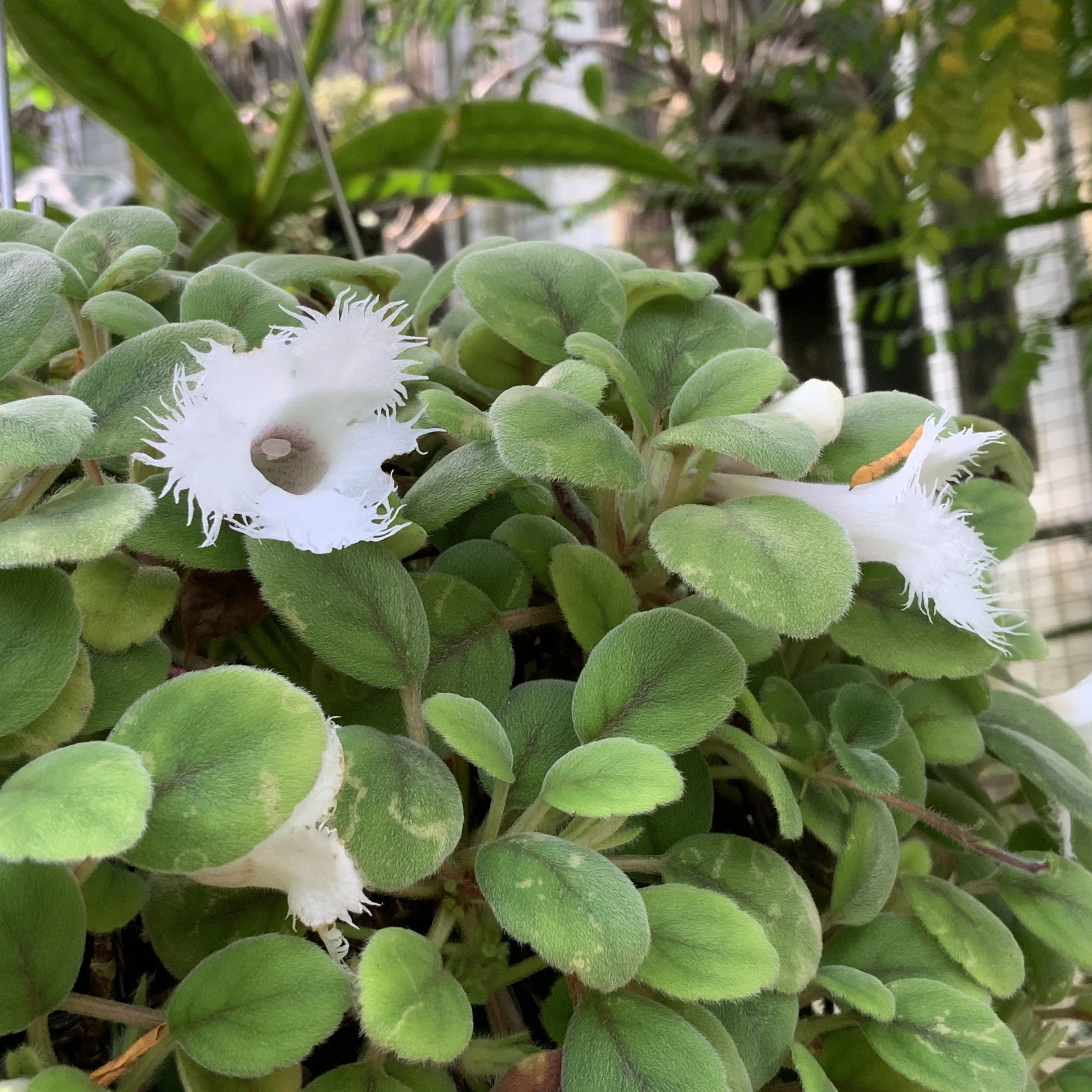 たおやか」な植物（京都府立植物園）：2025年7月28日（月）｜藤井秀昭