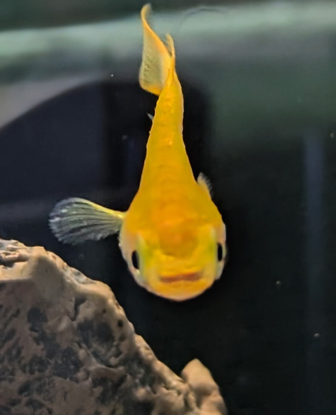 個体紹介 #001】我が家の紅帝メダカくん、マスコットになる｜D medaka