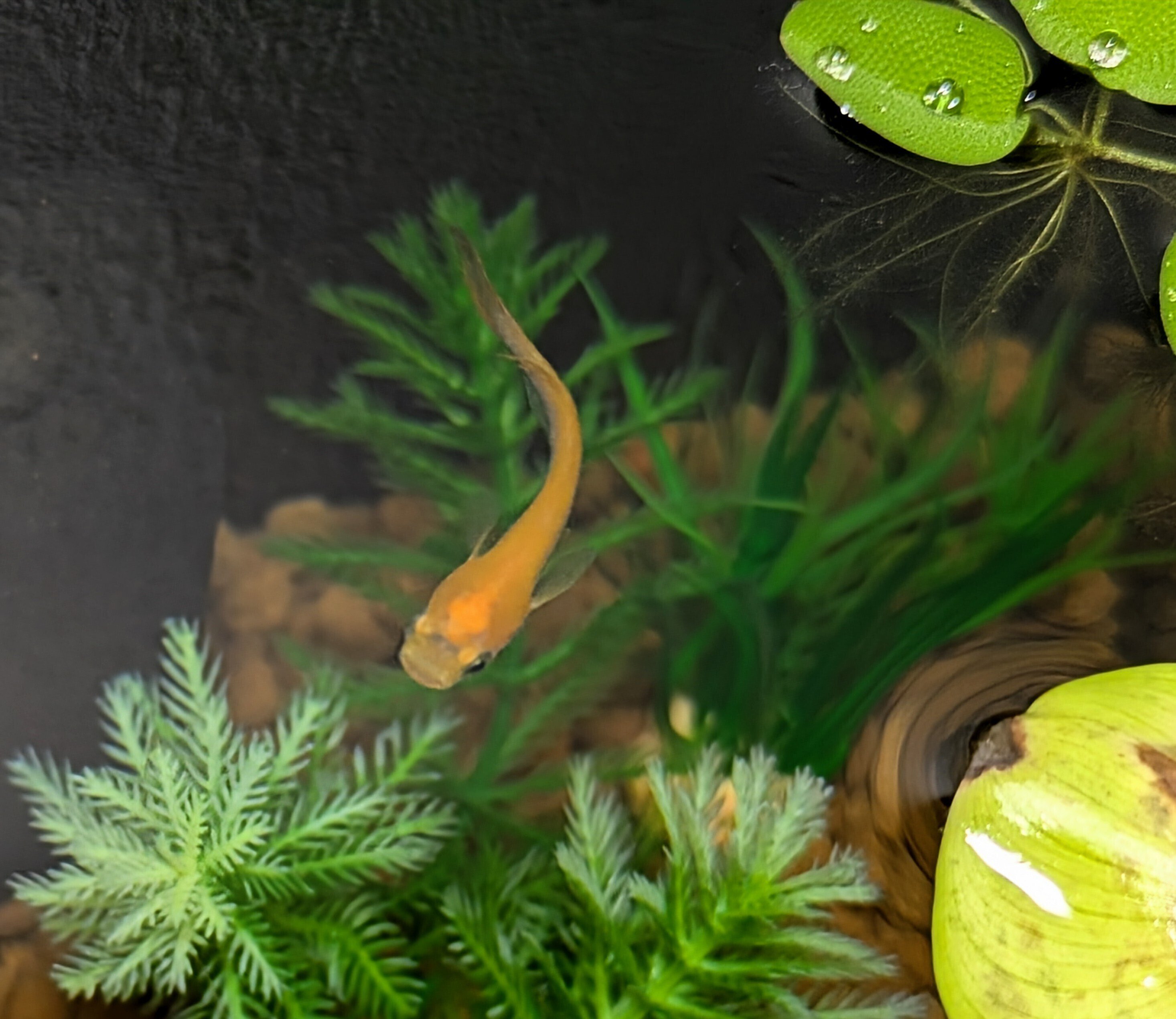 個体紹介 #001】我が家の紅帝メダカくん、マスコットになる｜D medaka