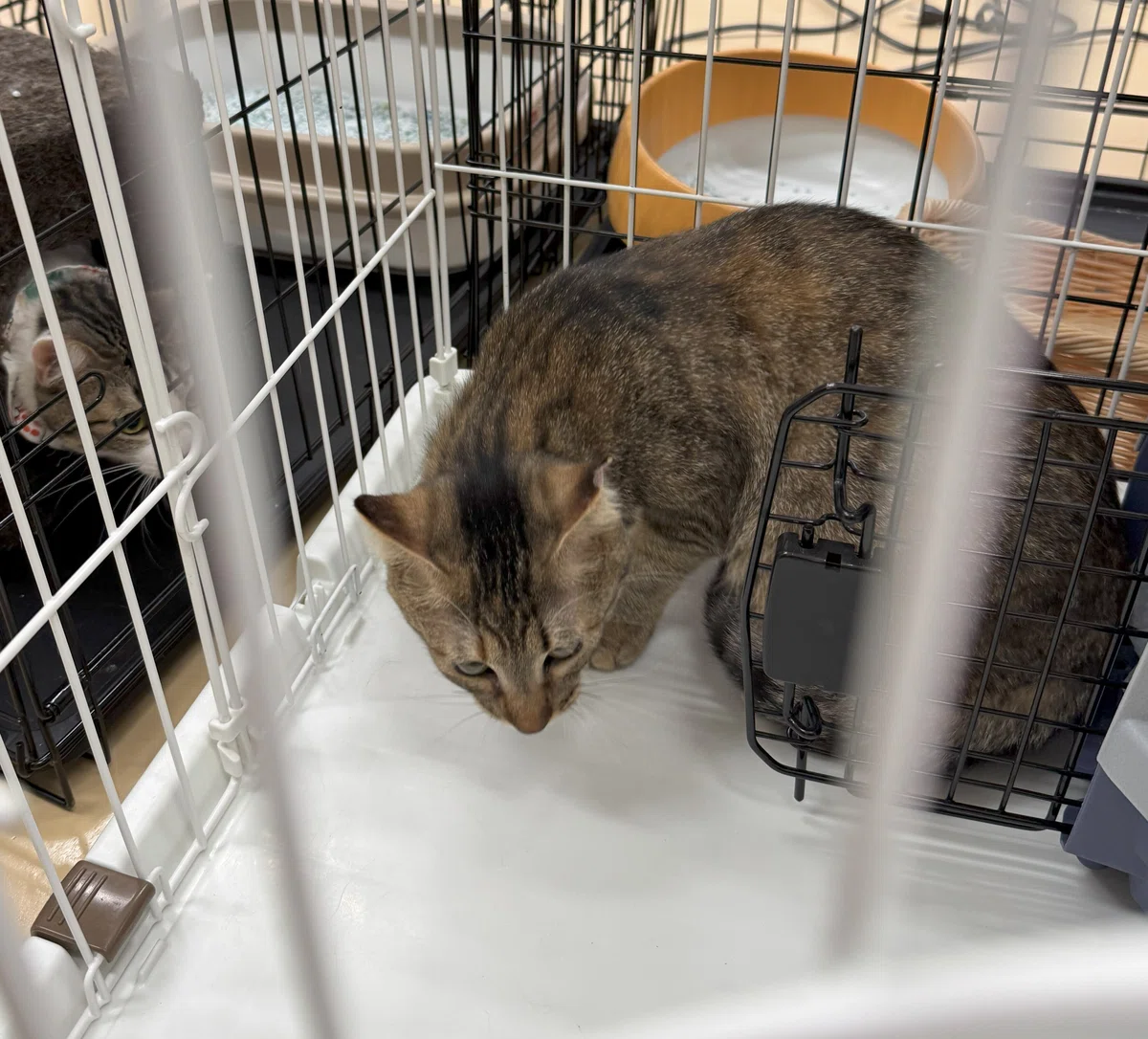 最恐猫さん卒業!しかし新たな猫さんに威嚇され…【シスポの保護猫活動記録22】|sys-po