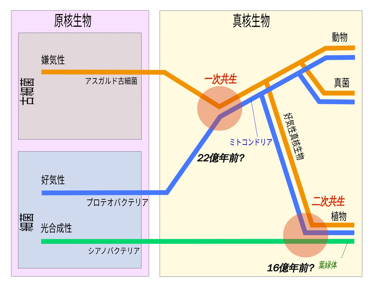 五界説は時代遅れか?|yubinor