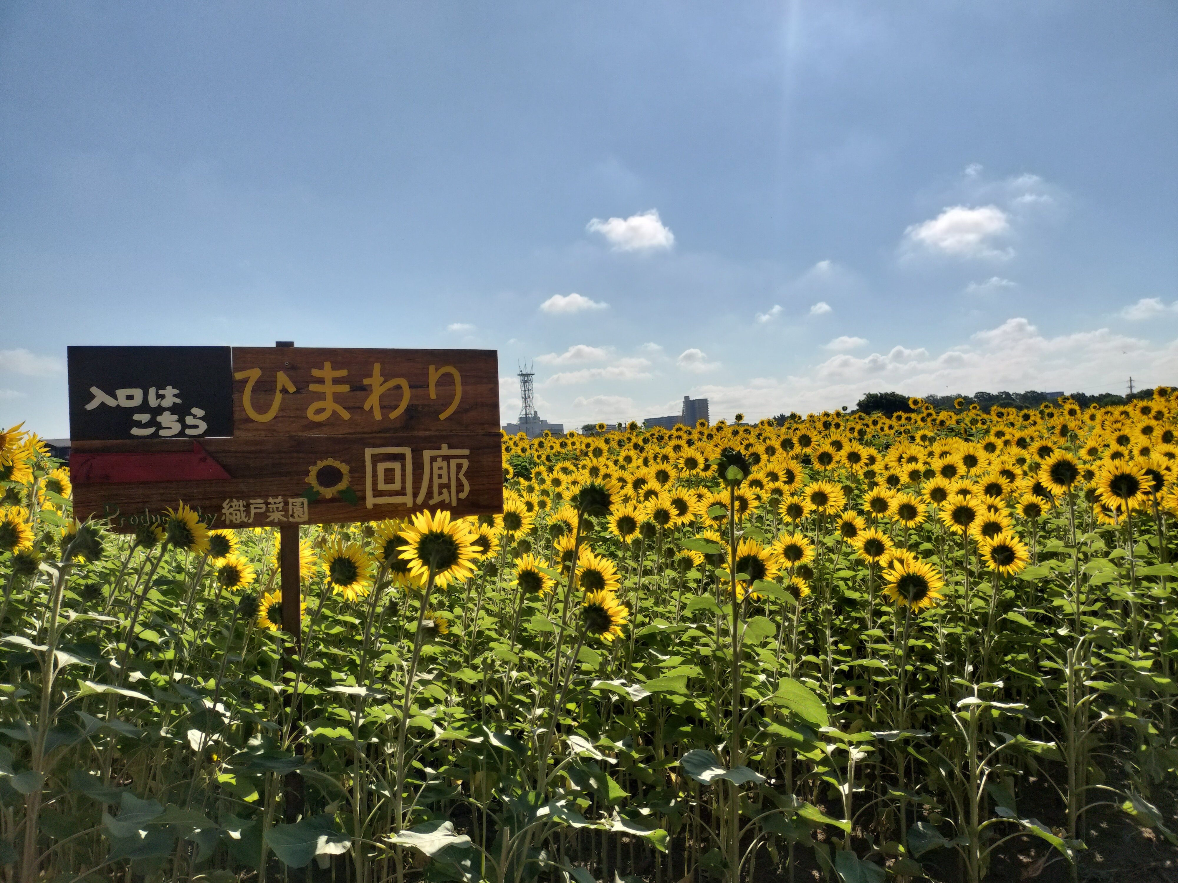藤崎ひまわり回廊』【2025年は終了しました】（千葉県習志野市）｜まる