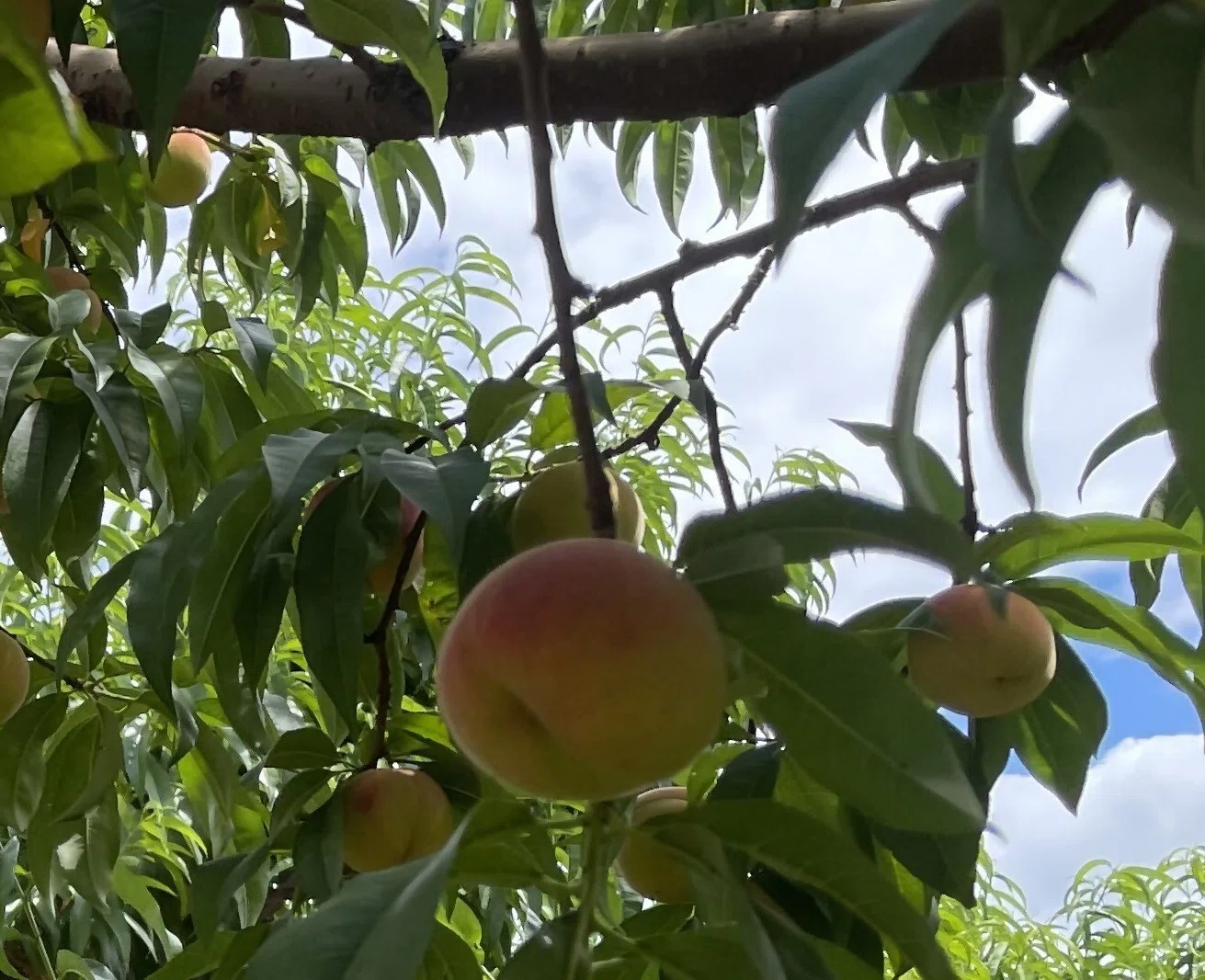 この夏、まるかじりしたい！長野・須坂発の新名物『ワッサー』｜長野県