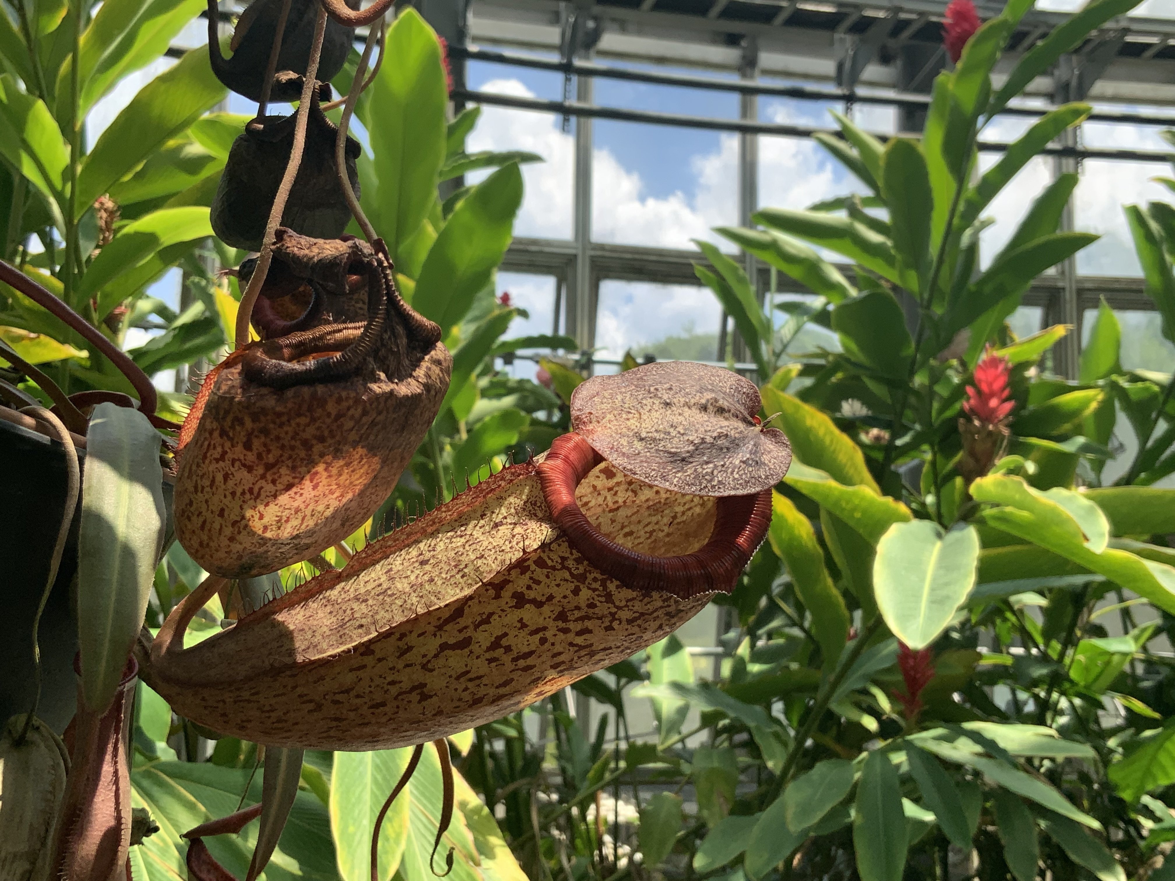 食虫植物　4種種7株 Amazon.co.jp: 食虫植物の世界-420種 魅力の全てと栽培完全ガイド