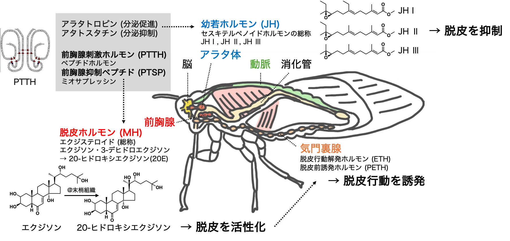 自由研究】 セミの抜け殻｜りここ
