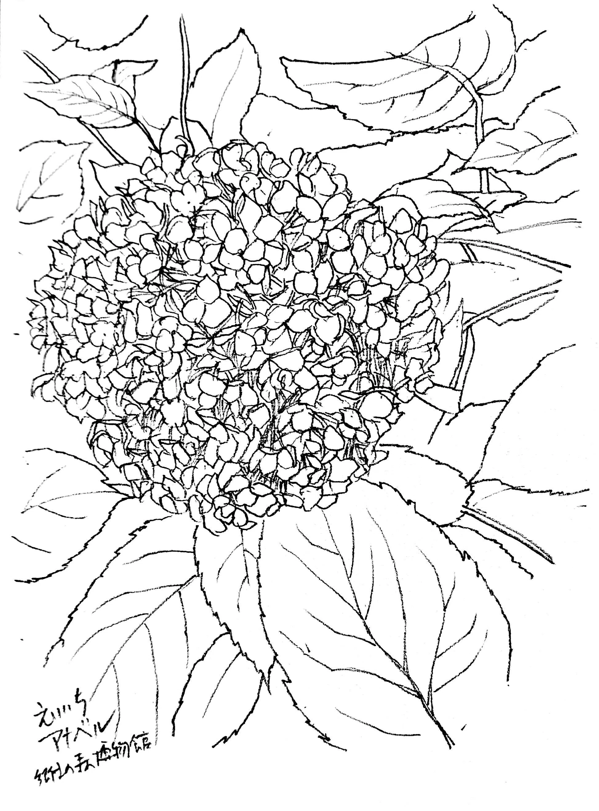 モノクロキャンバスイラスト 2025 Flower Sketches> Annabelle at Fuchu City's Kyodo no Mori