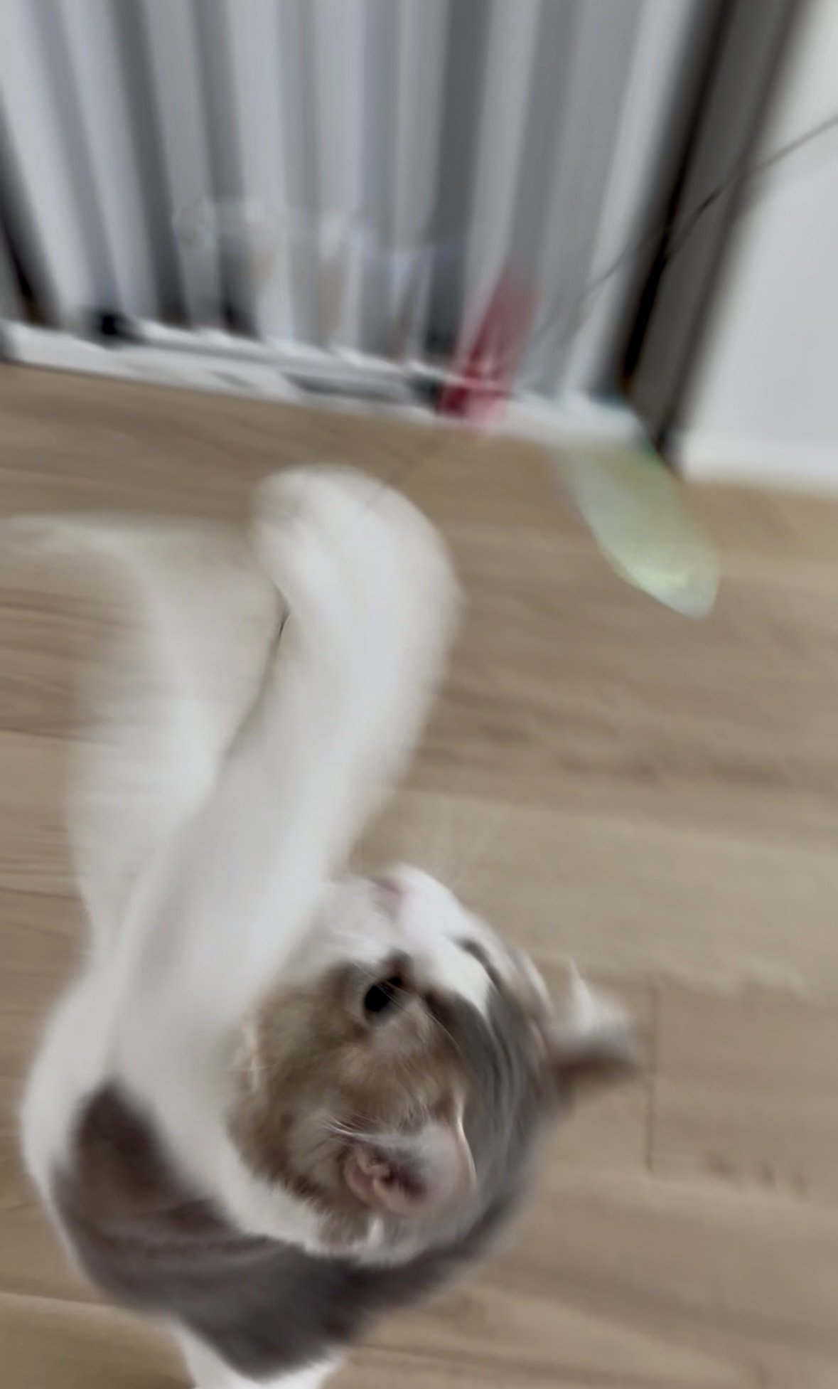 猫おもちゃレビュー】食いつき抜群！？「カシャカシャびょんびょん