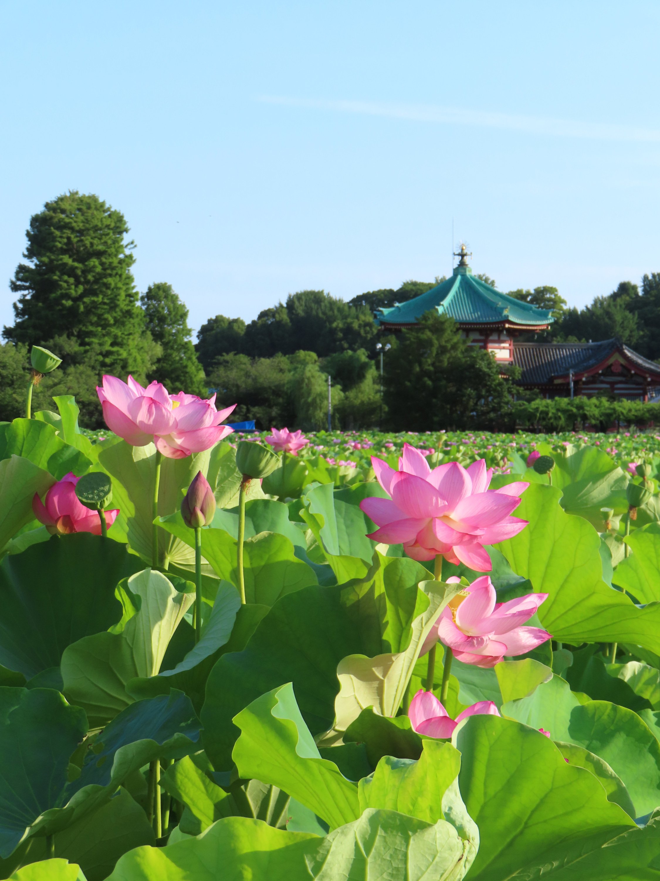桃蓮蓮玉✨皇の縁ハイヤーセルフ‼️是が非でも欲しい‼️と感じた方ご購入ください 桃蓮蓮玉様専用✨皇の縁ハイヤーセルフ‼️是が非