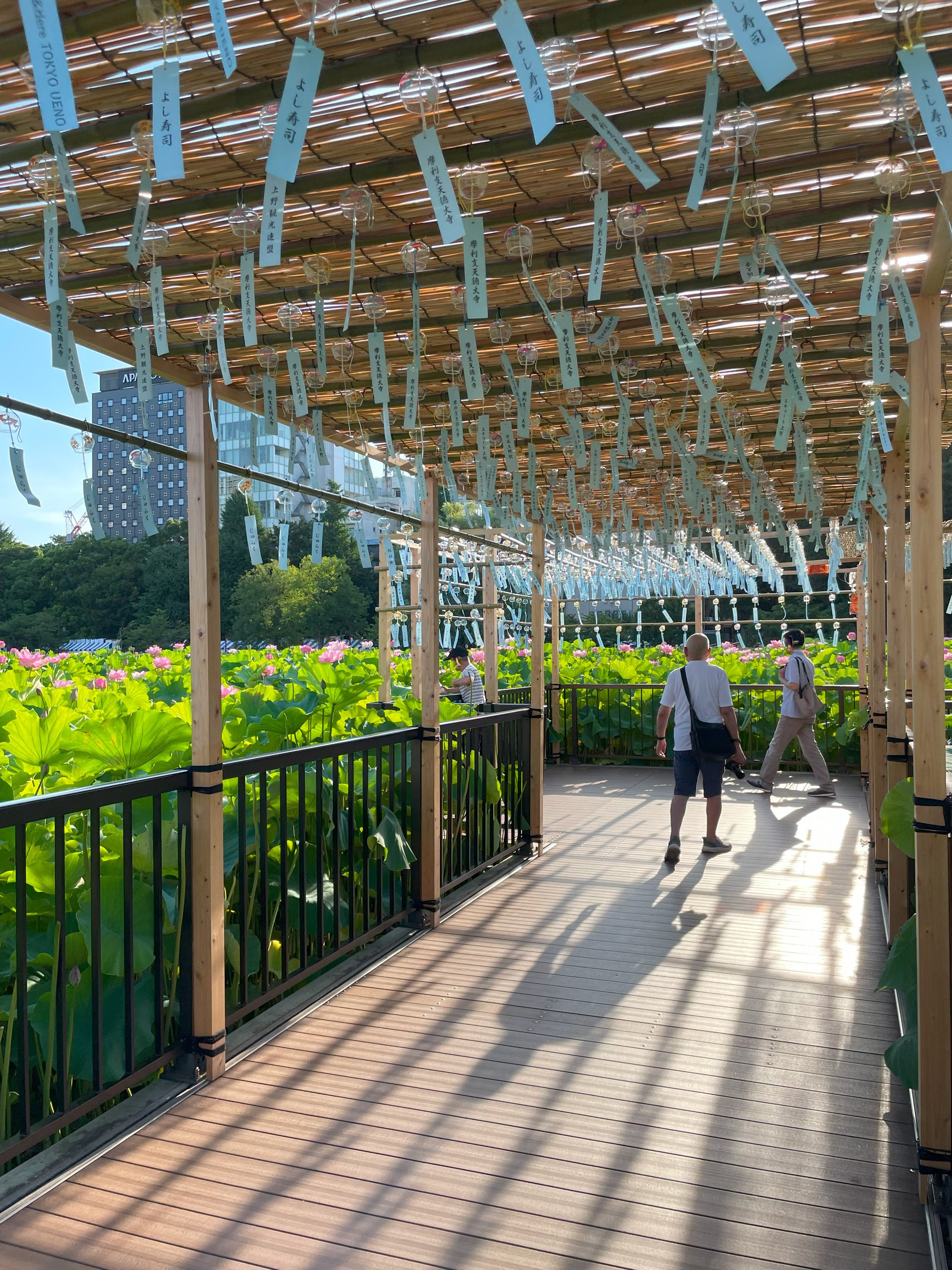 今年も不忍池へ、蓮を観に！｜花と日々 yas