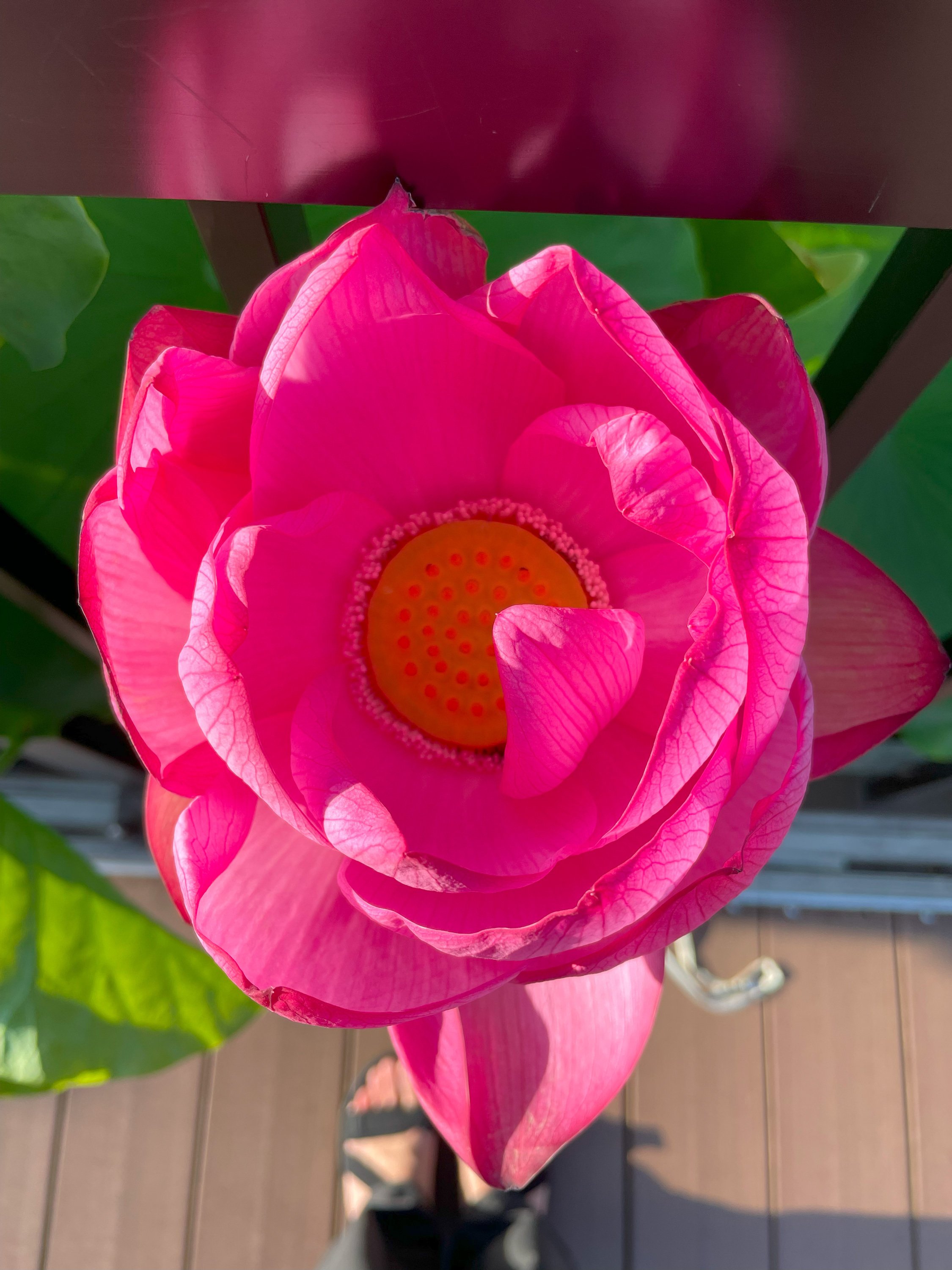 桃蓮蓮玉✨皇の縁ハイヤーセルフ‼️是が非でも欲しい‼️と感じた方ご購入ください 上野公園の蓮の花が見頃！うえの夏まつり風鈴回廊（蓮見デッキりんりん