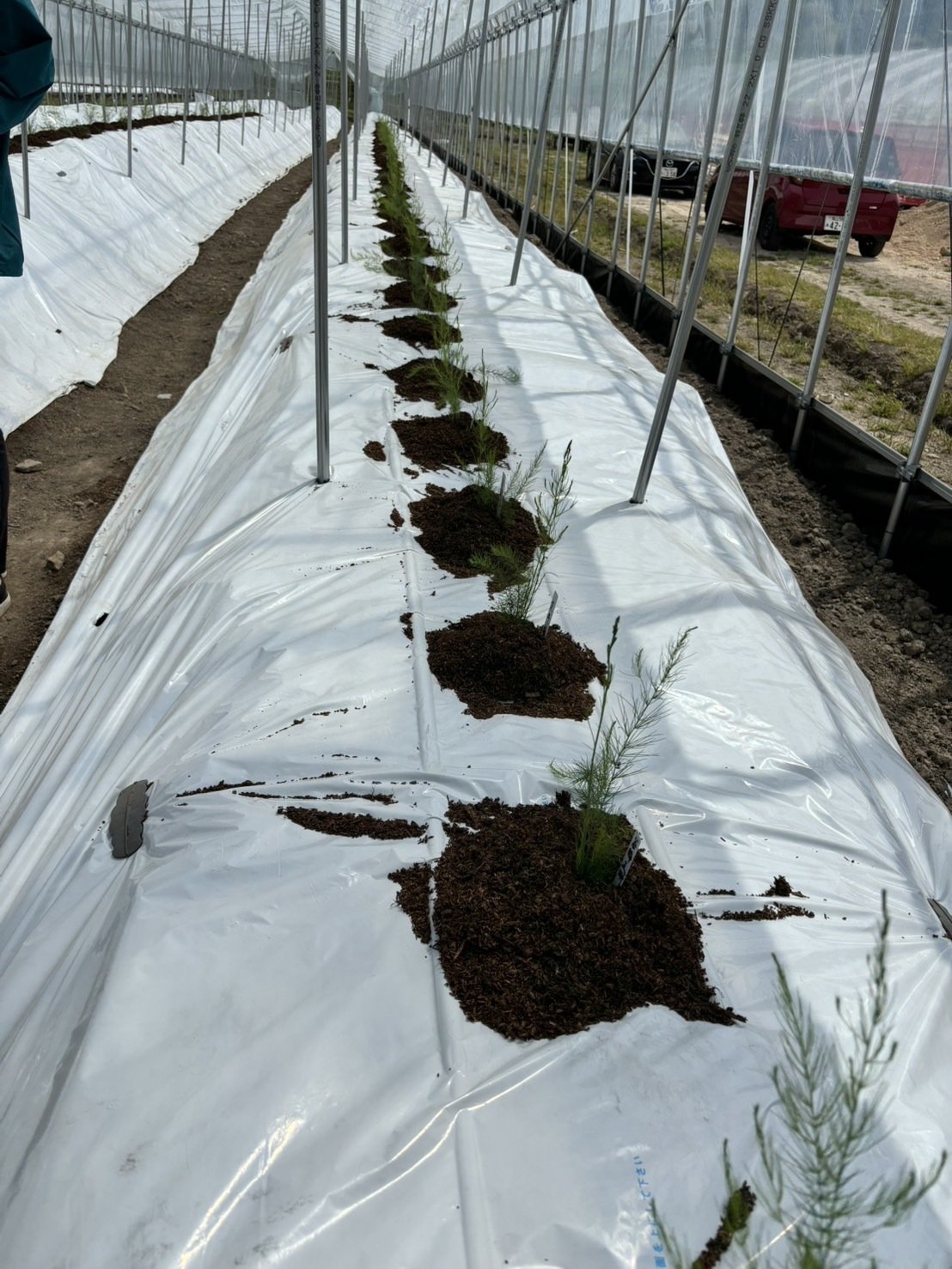 アスパラガス 浦野さんちの春アスパラ 1kg（Lサイズ）