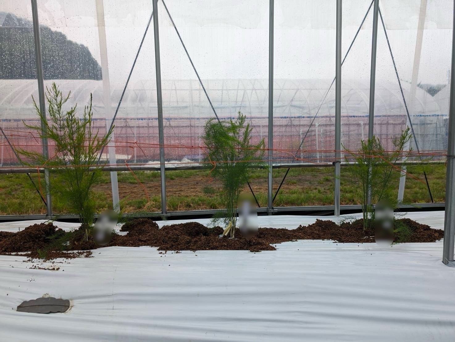 G7広島サミットで振る舞われた農園のアスパラガスをピザにトッピング