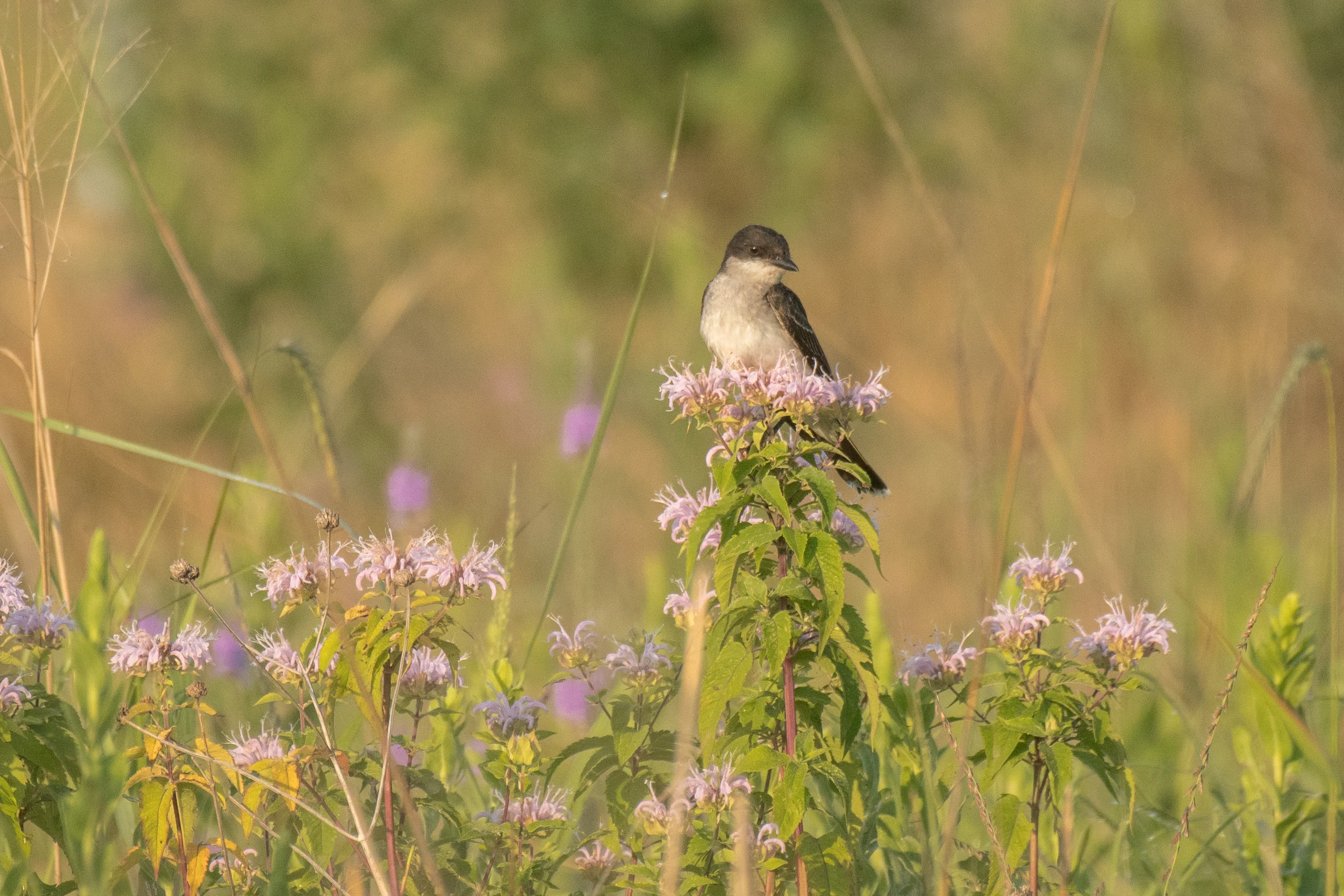 シカゴでバードウォッチング！】 Eastern Kingbird オウサマタイラン